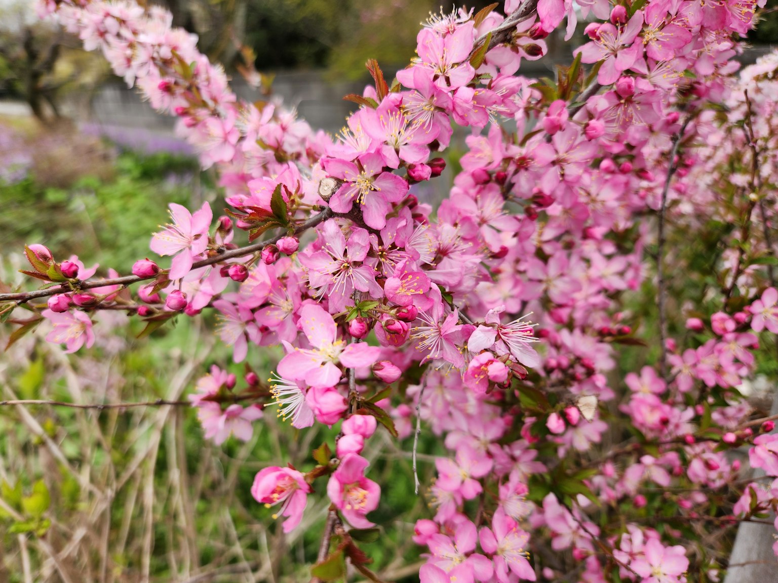 Primer plano de una planta con flores rosa claro