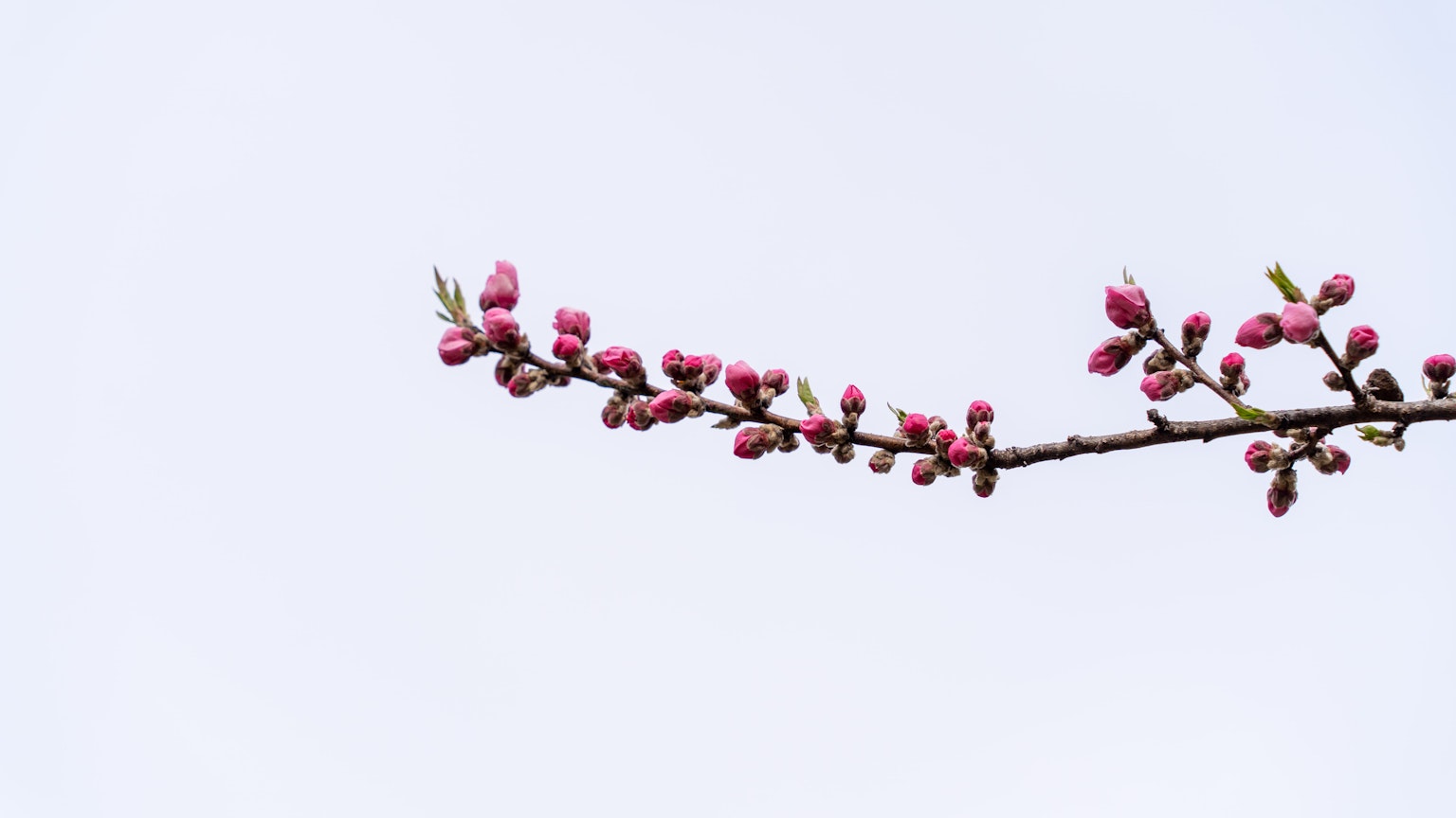Una rama con brotes rosas contra un cielo claro