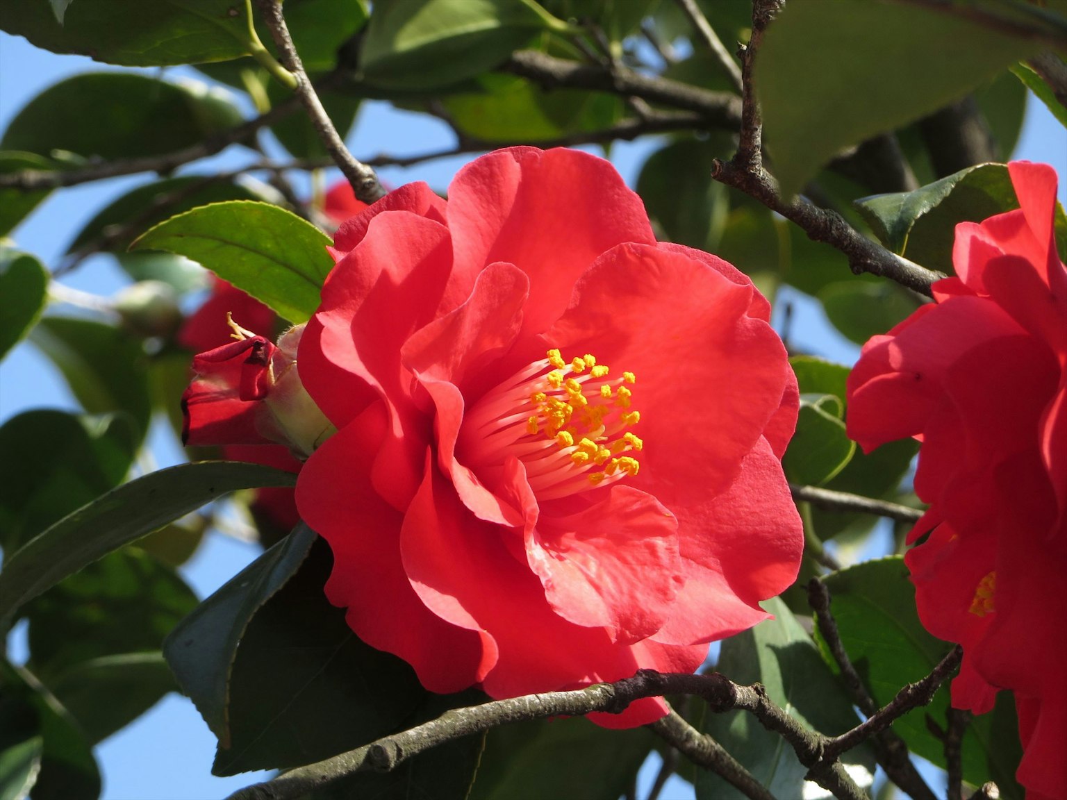 Flor de camelia roja vibrante floreciendo bajo un cielo azul