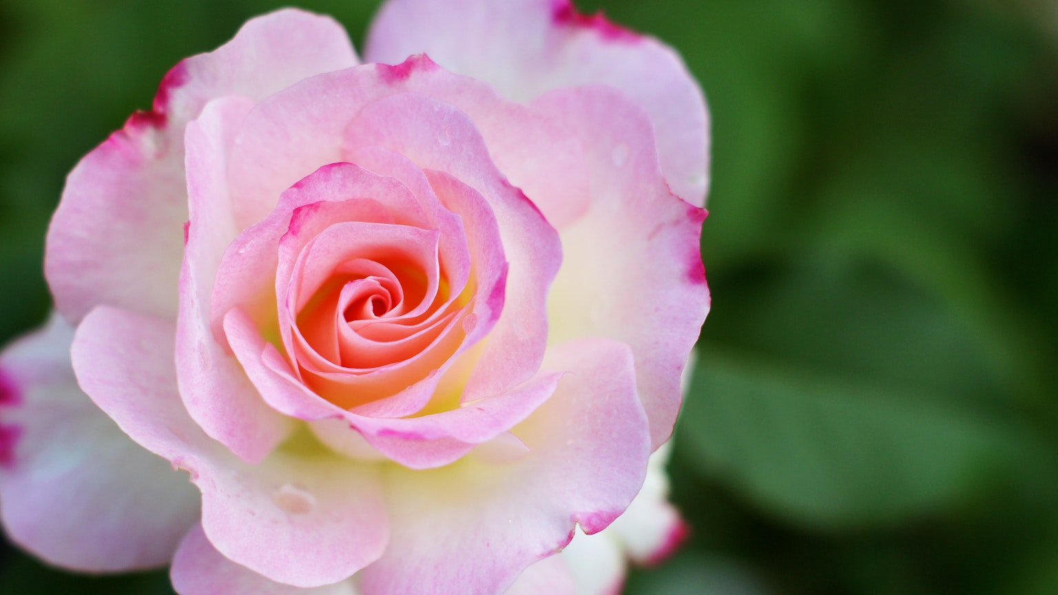 Nahaufnahme einer rosa und weißen Rose mit sanften Farbverläufen