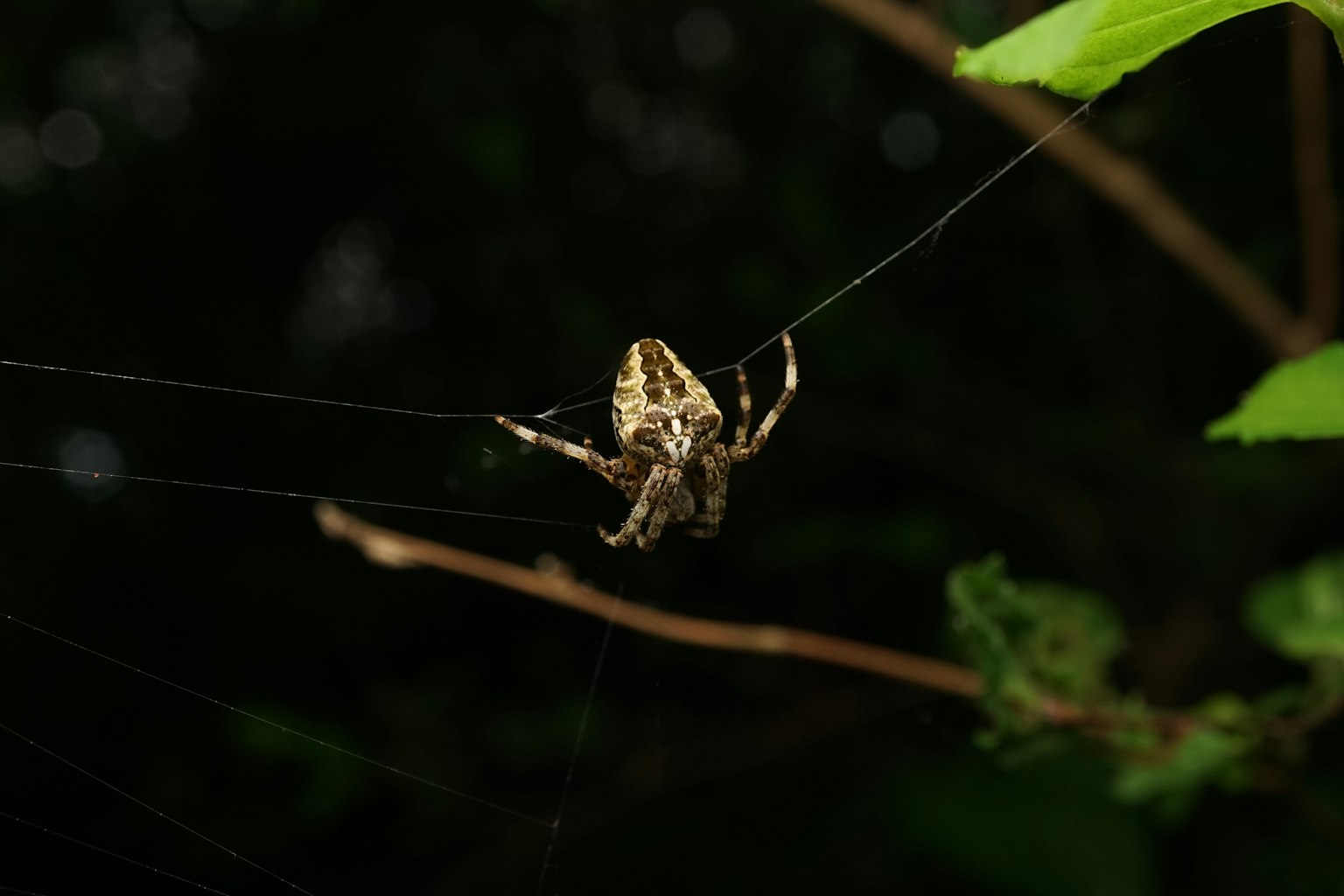 Spider weaving its web against a dark green background