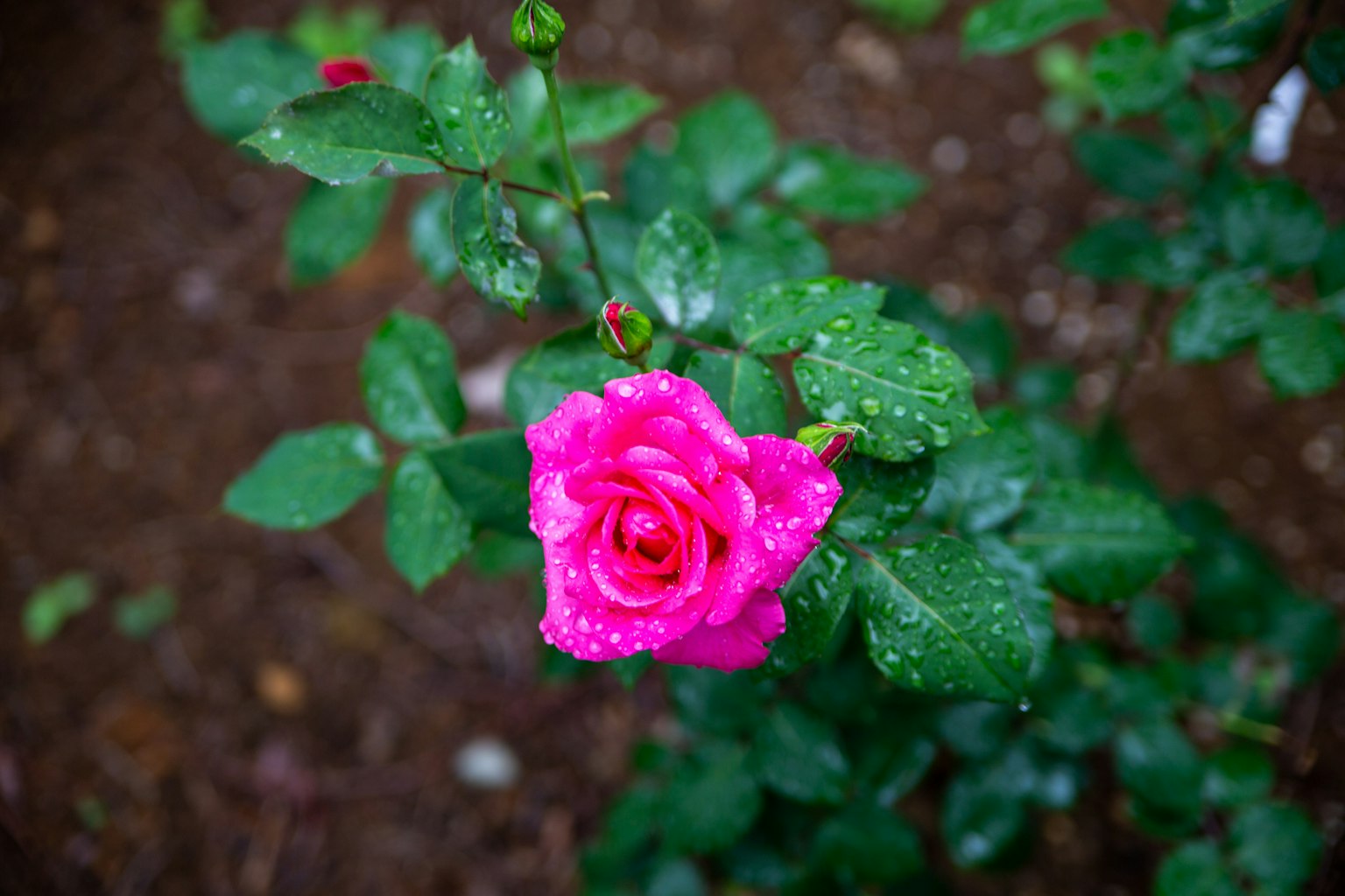 Eine lebhafte rosa Rose mit Regentropfen