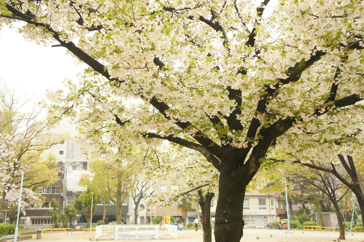 Albero di ciliegio in fiore in un parco