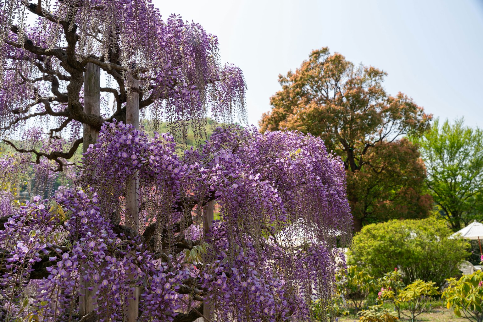Pemandangan taman dengan bunga wisteria yang mekar