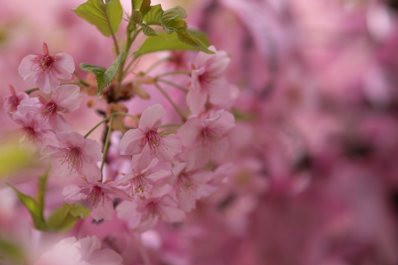 Branch with delicate pink cherry blossoms in bloom
