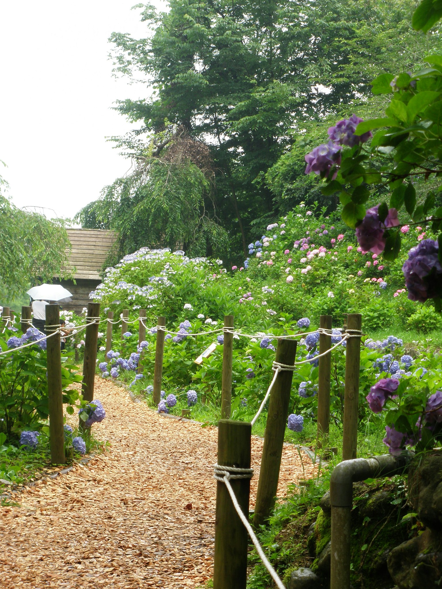 Un camino bordeado de hortensias en un jardín exuberante