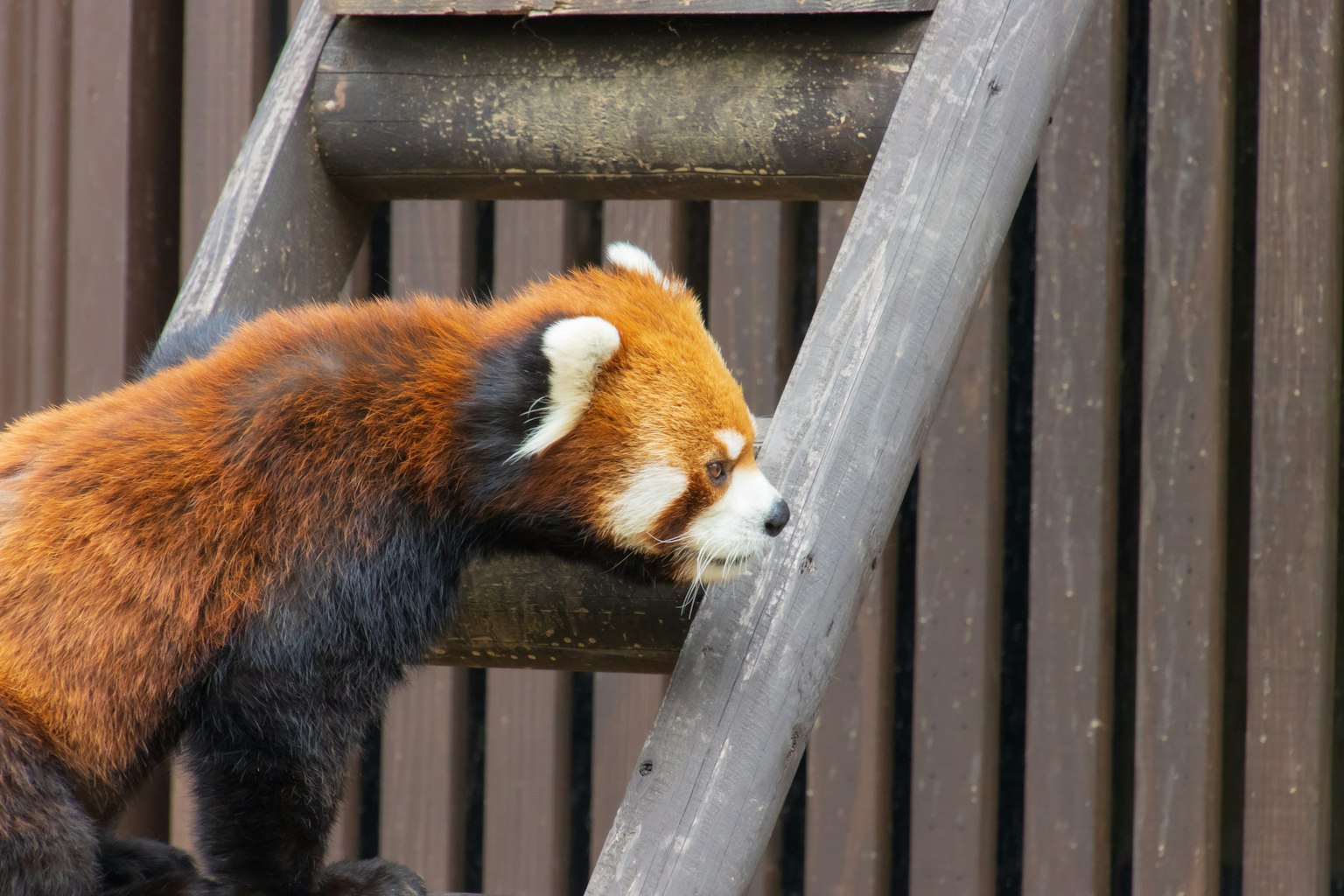 Panda merah bersandar pada tangga kayu