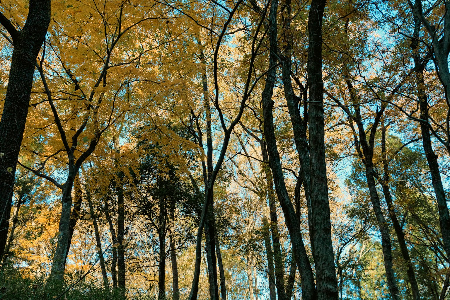 Wald mit Bäumen mit gelben Blättern unter blauem Himmel