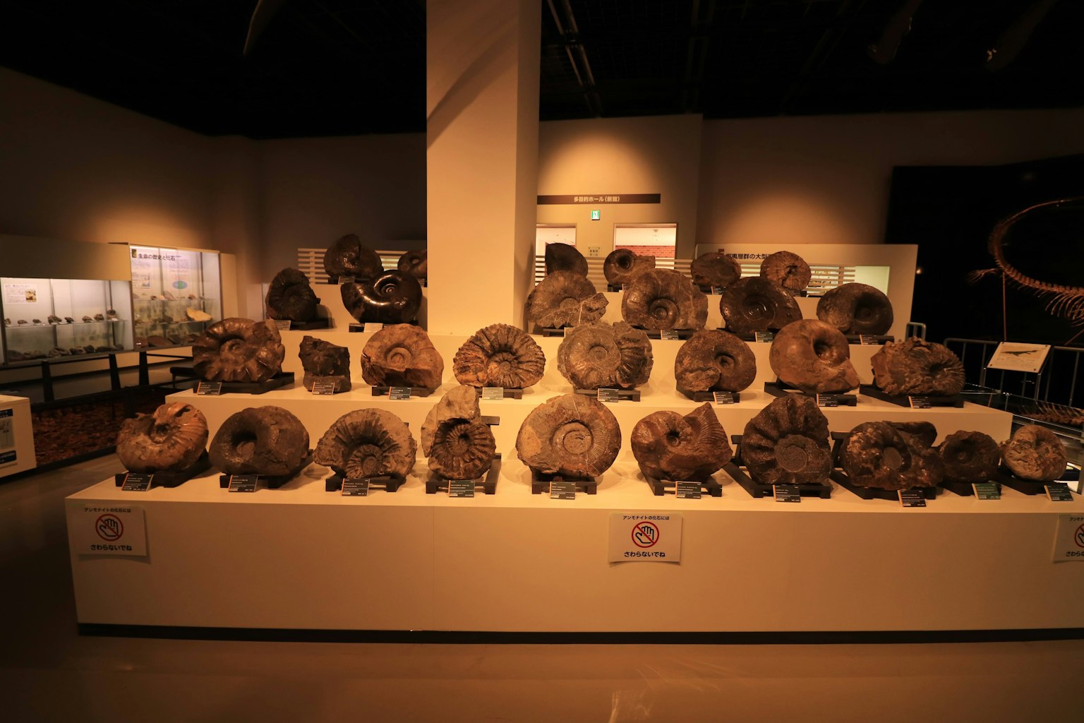 Display of ammonite fossils arranged in a museum