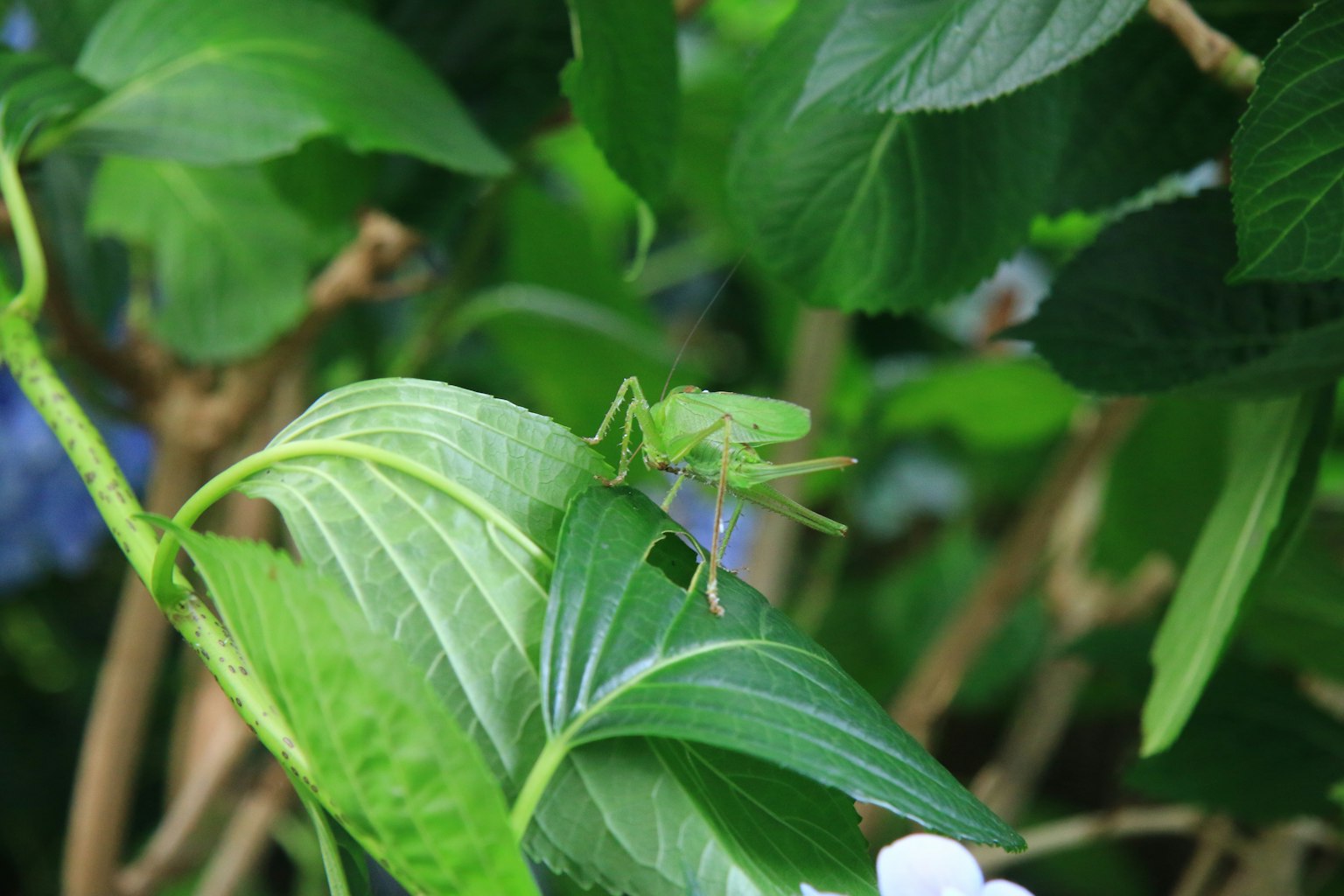 Sauterelle verte perchée sur une feuille parmi une verdure luxuriante