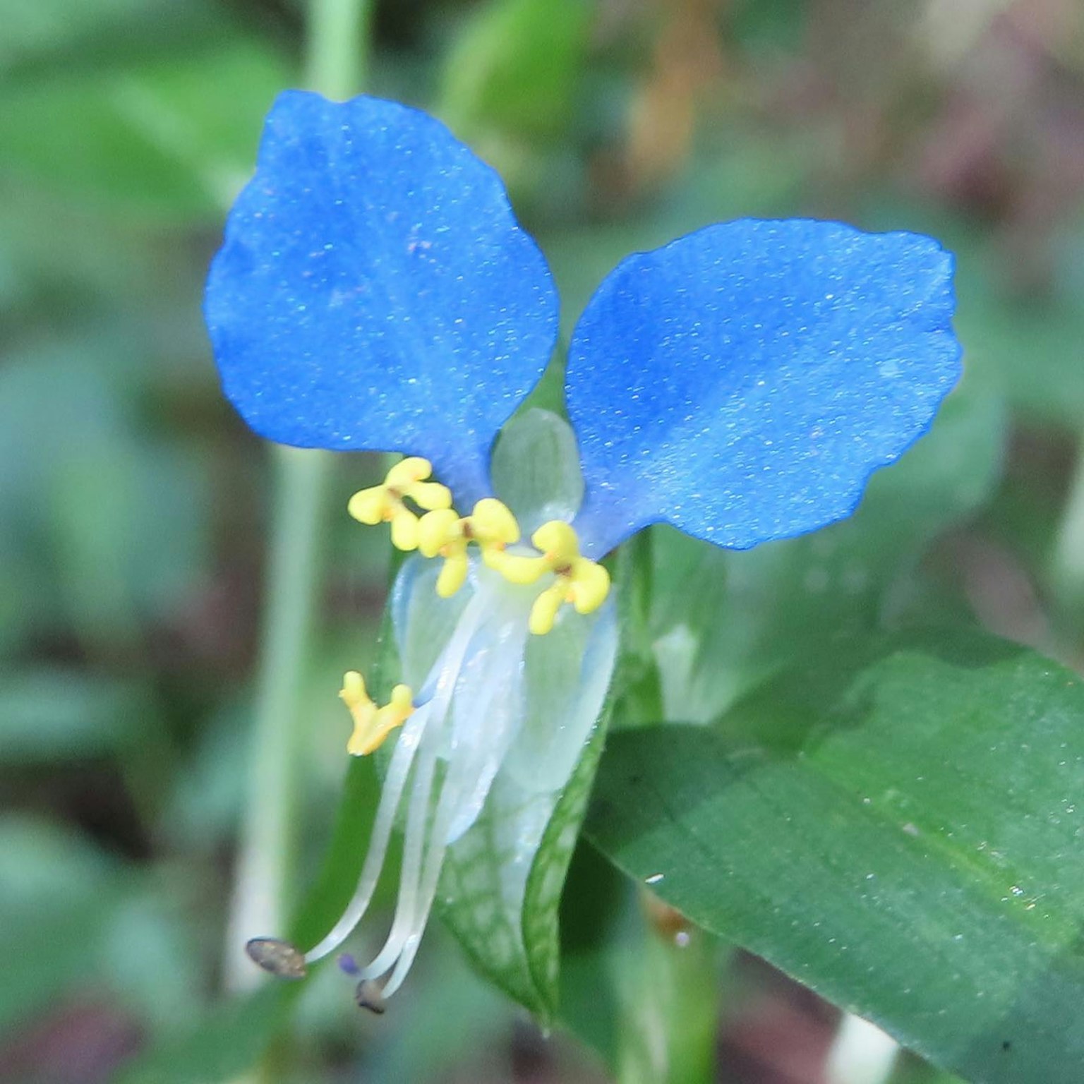 Close-up bunga dengan kelopak biru dan benang sari kuning