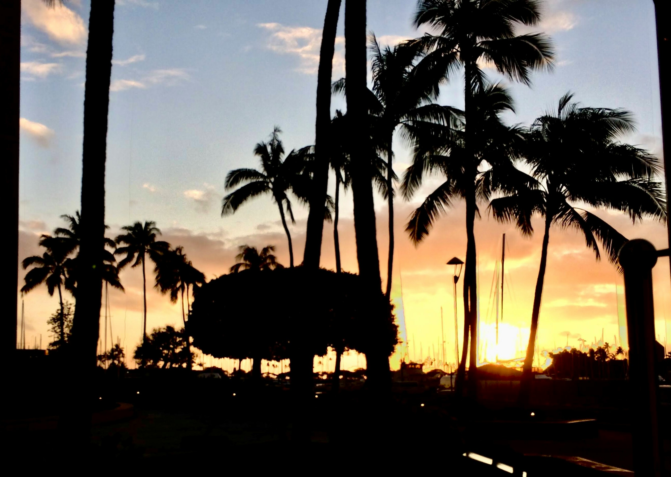 beachside sunset scene with rows of palm trees