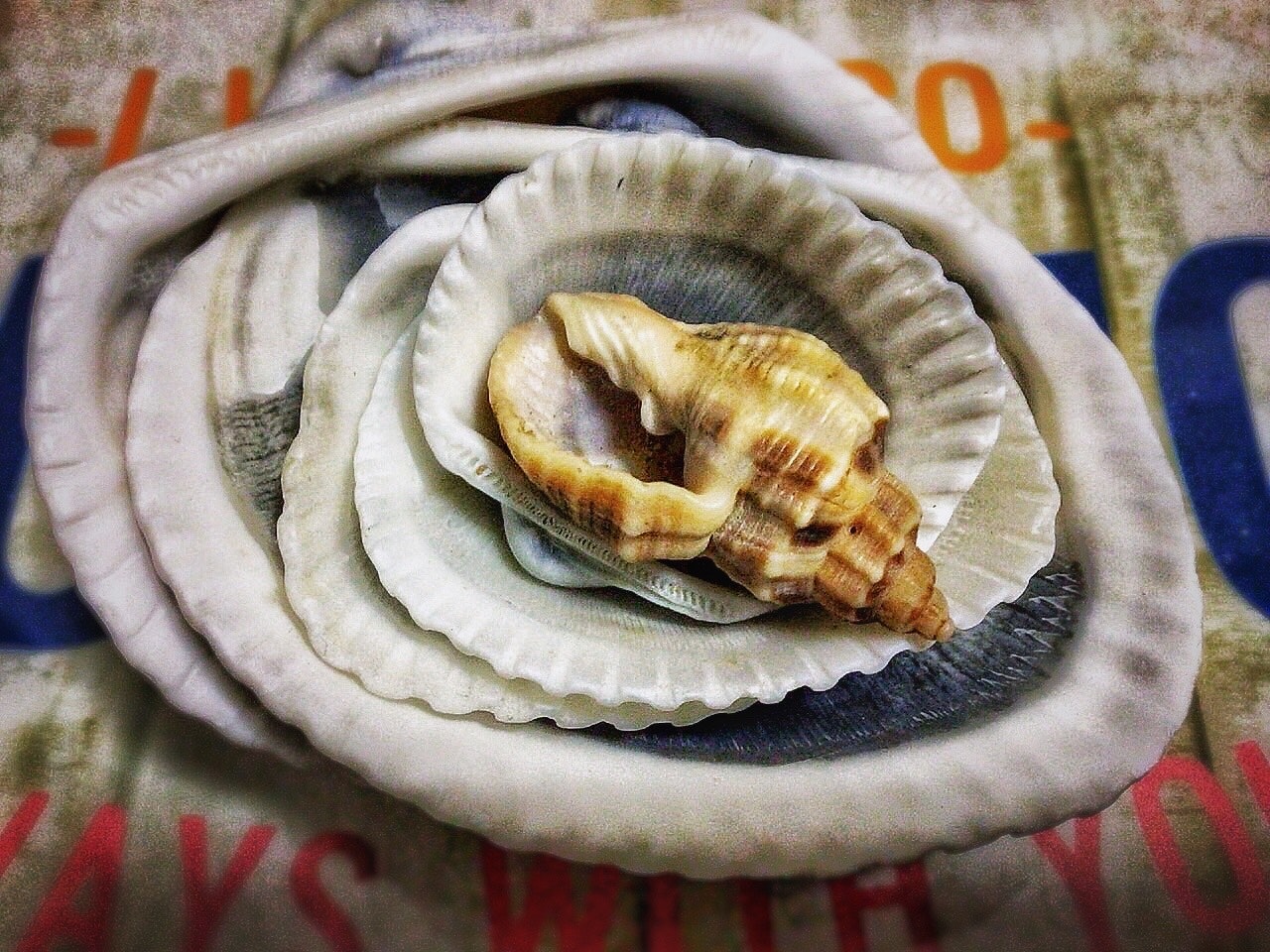 貝殻の入った貝殻セットの小物