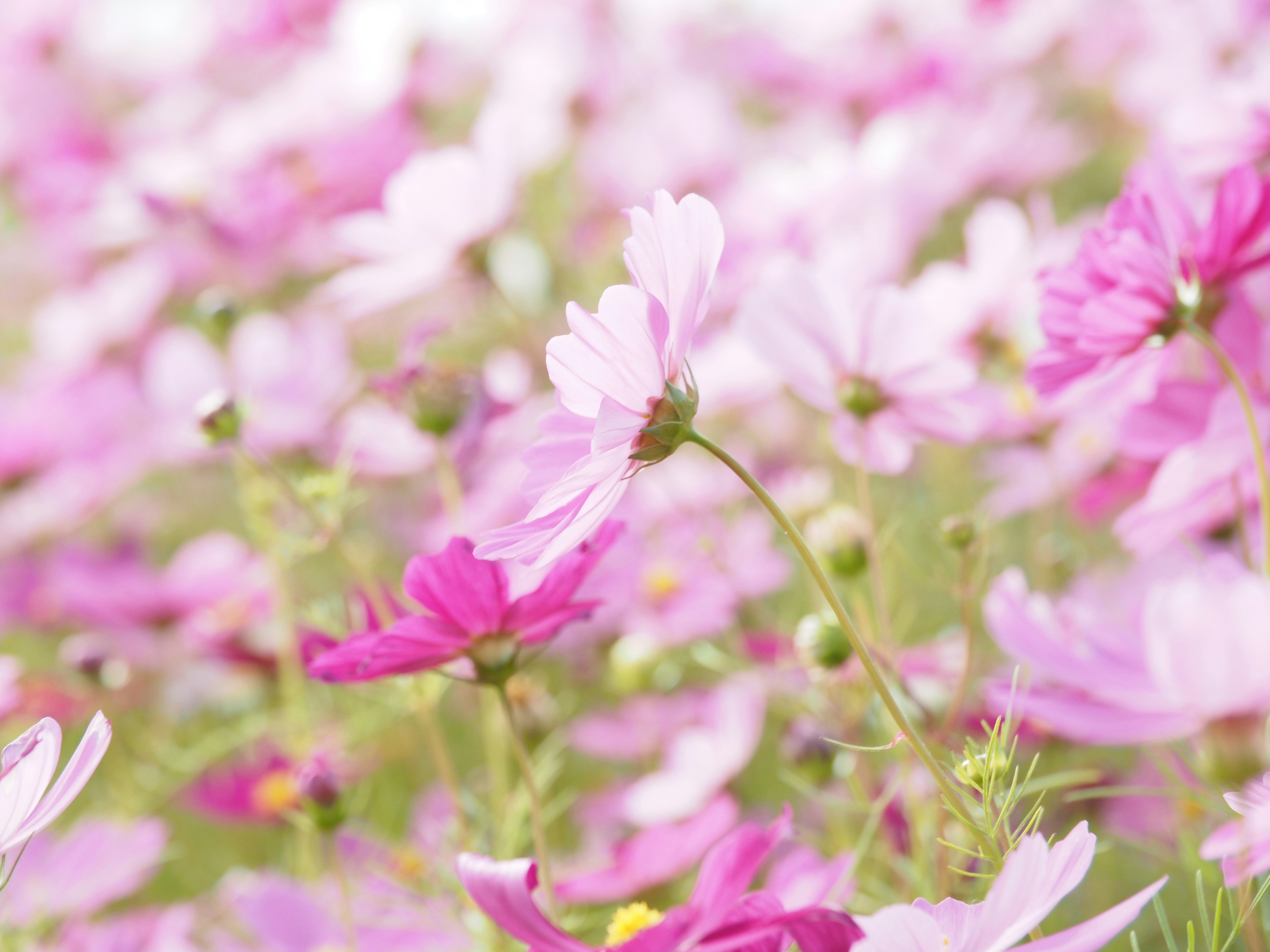Eine wunderschöne Landschaft mit blühenden Kosmosblumen in Rosatönen