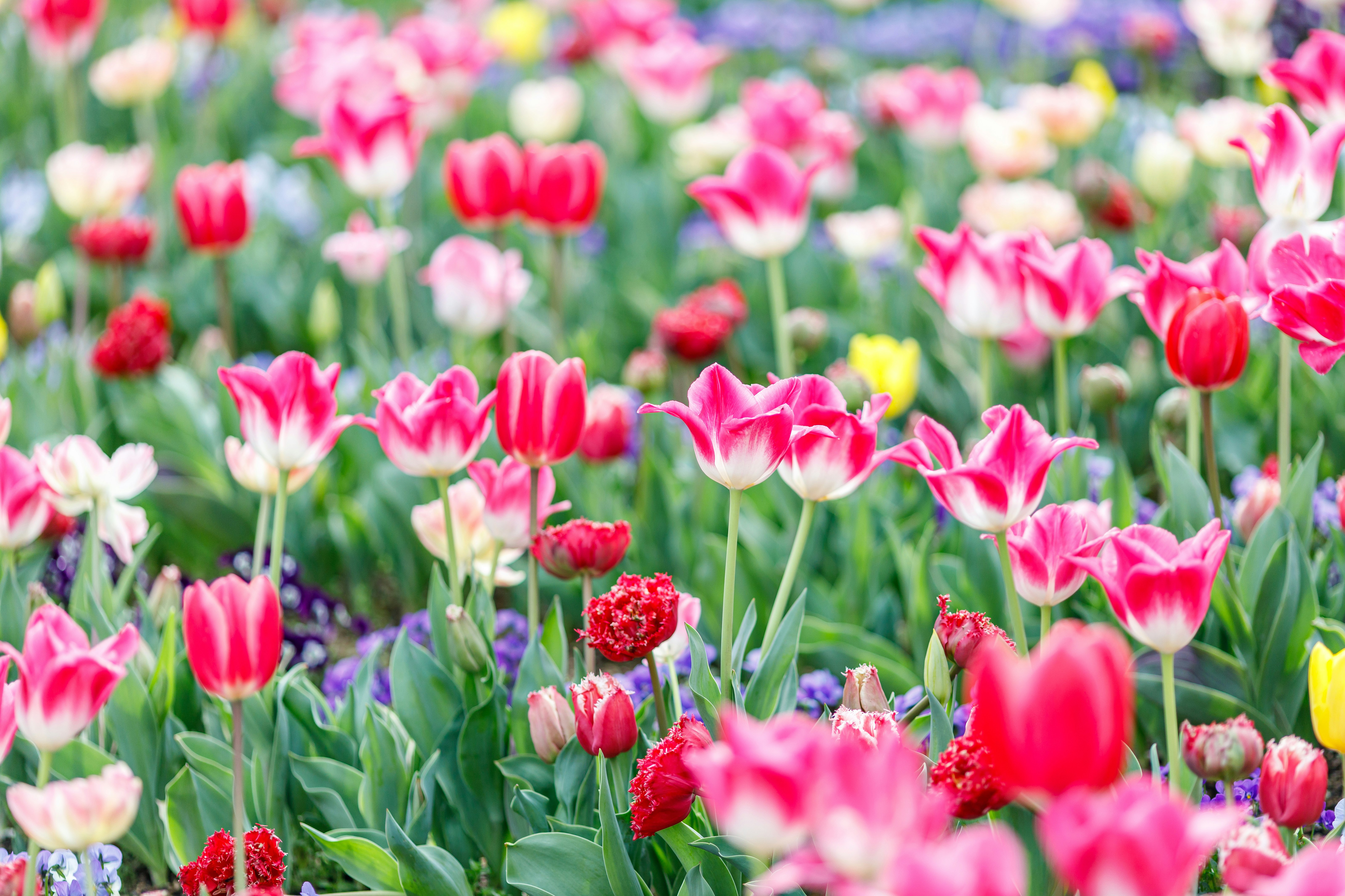 チューリップ畑の春の花が咲き誇る風景