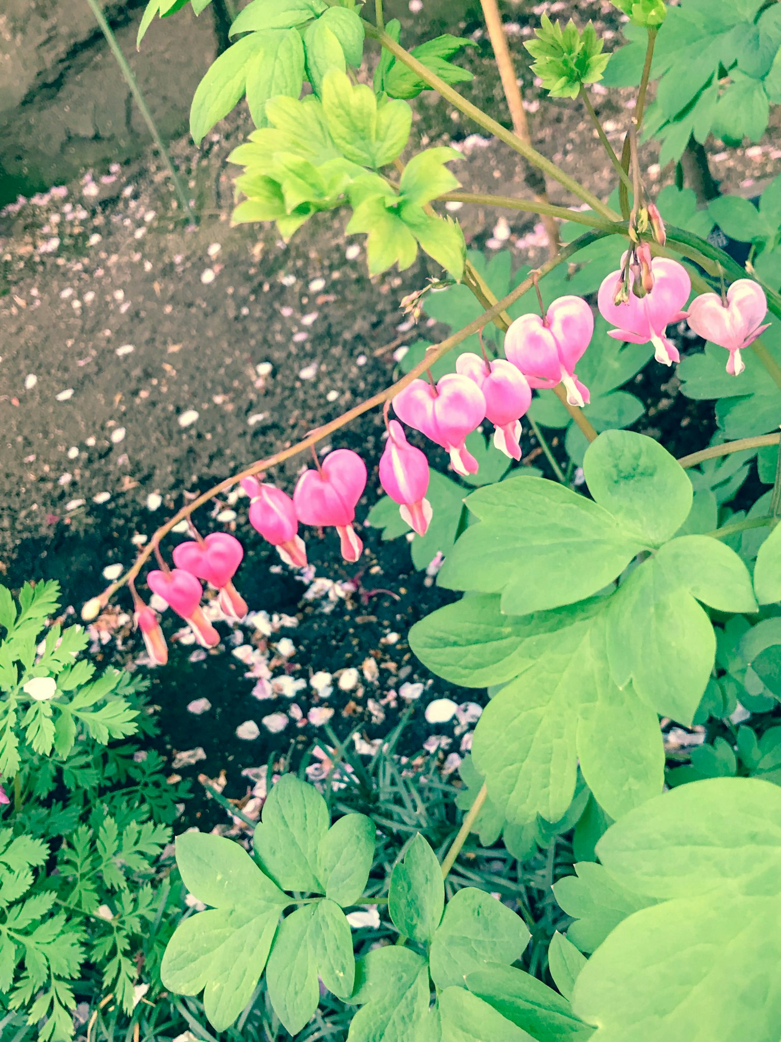 Gros plan de fleurs roses en forme de cœur sur une plante entourée de feuilles vertes