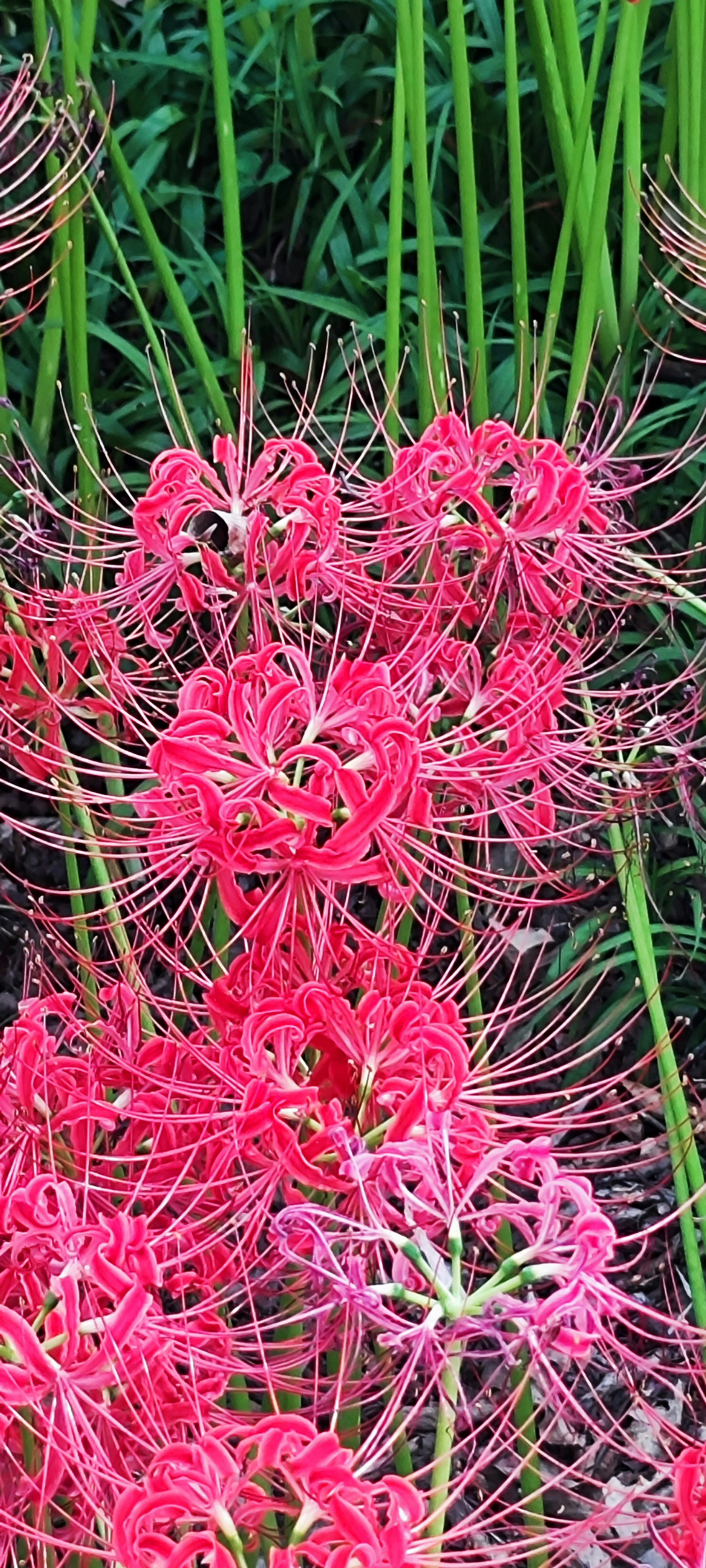 Leuchtend pinke Spinnenlilien (Lycoris) mit schmalen grünen Blättern im Blütenstand