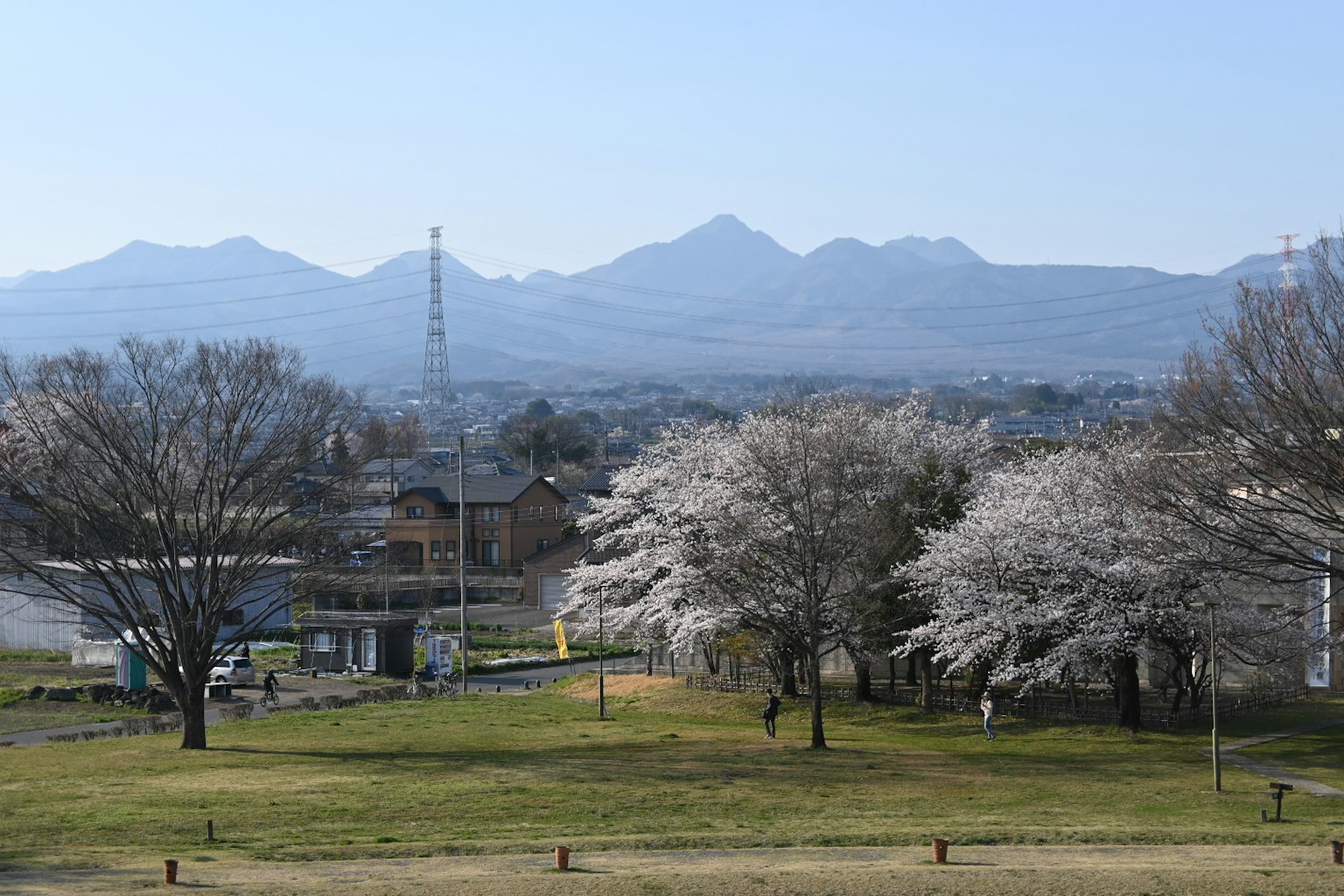 Vue de cerisiers en fleurs dans un parc avec des montagnes en arrière-plan