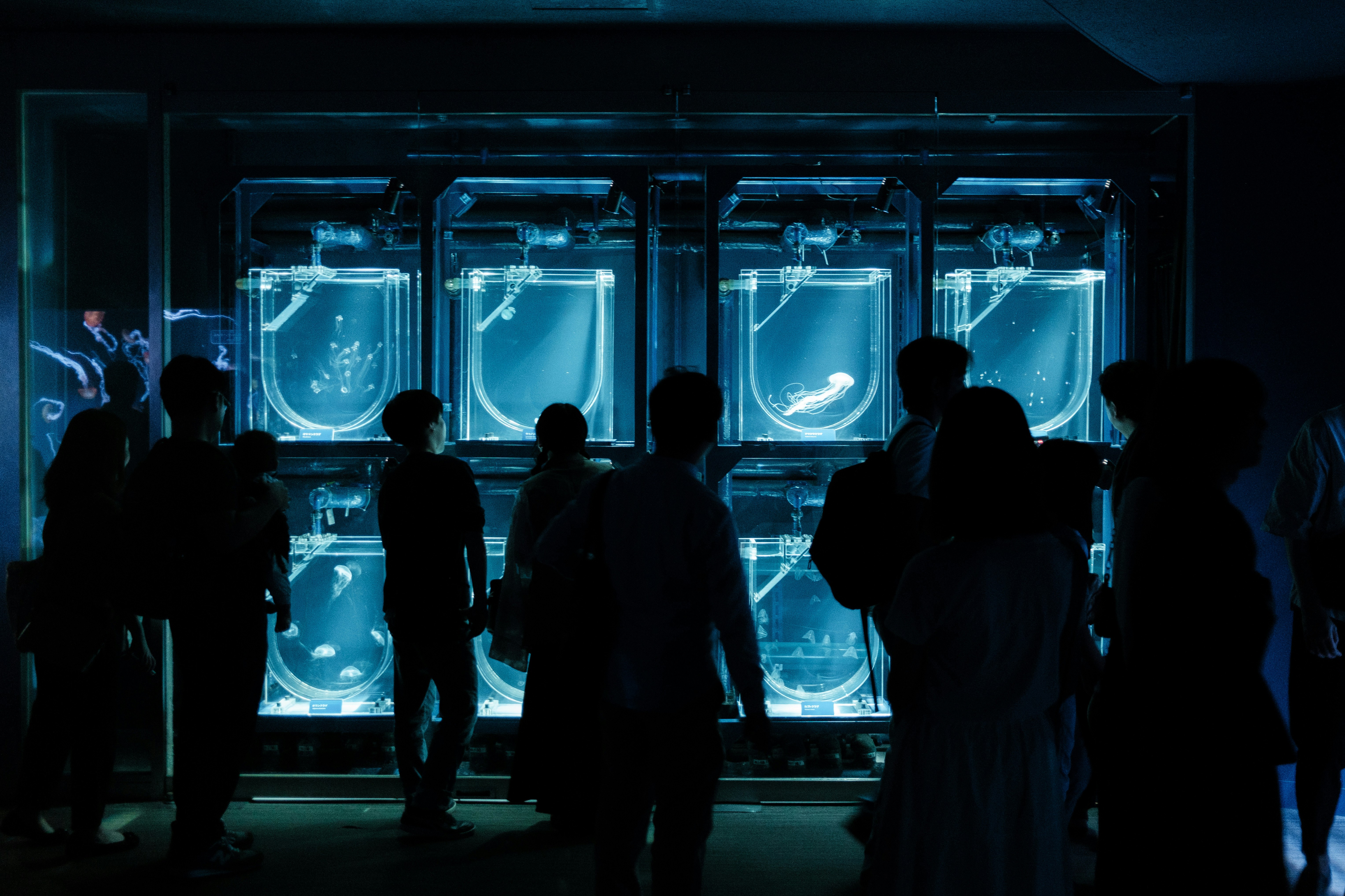 クラゲの水槽を見上げる人々のシルエット