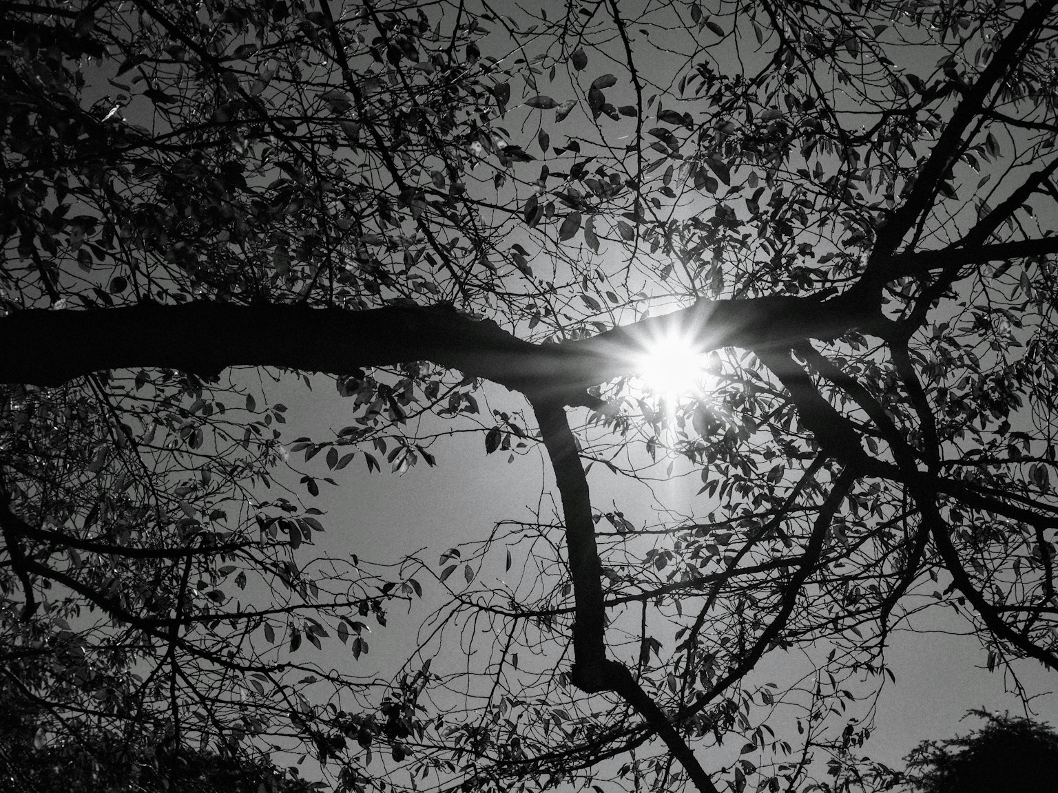 Luce solare che brilla attraverso rami e foglie in silhouette