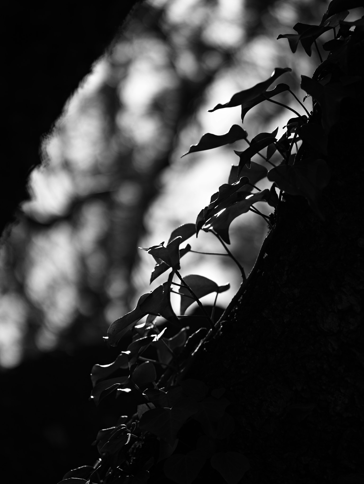Silhouette von Blättern und Baum im Schwarz-Weiß-Kontrast
