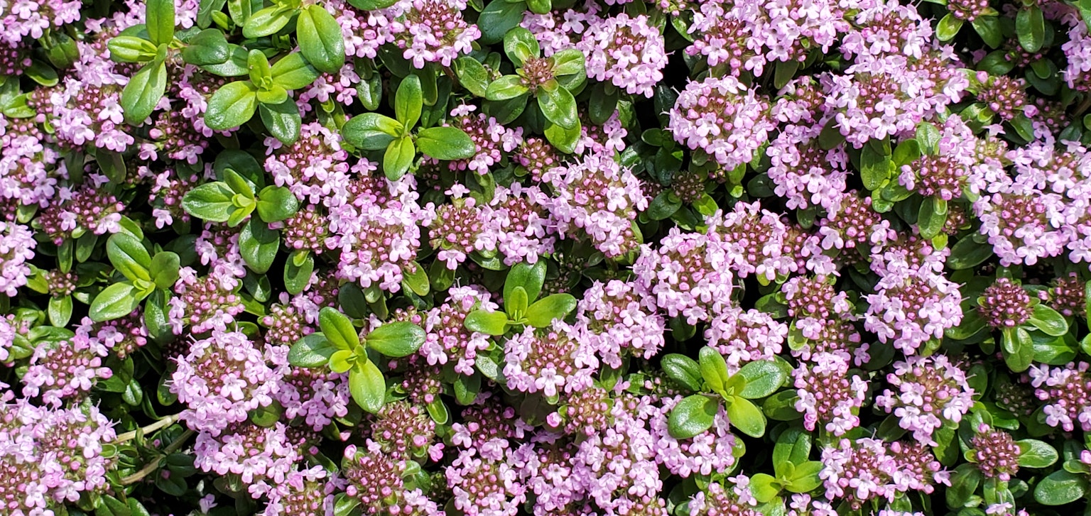 Pianta di timo con ciuffi di piccoli fiori viola