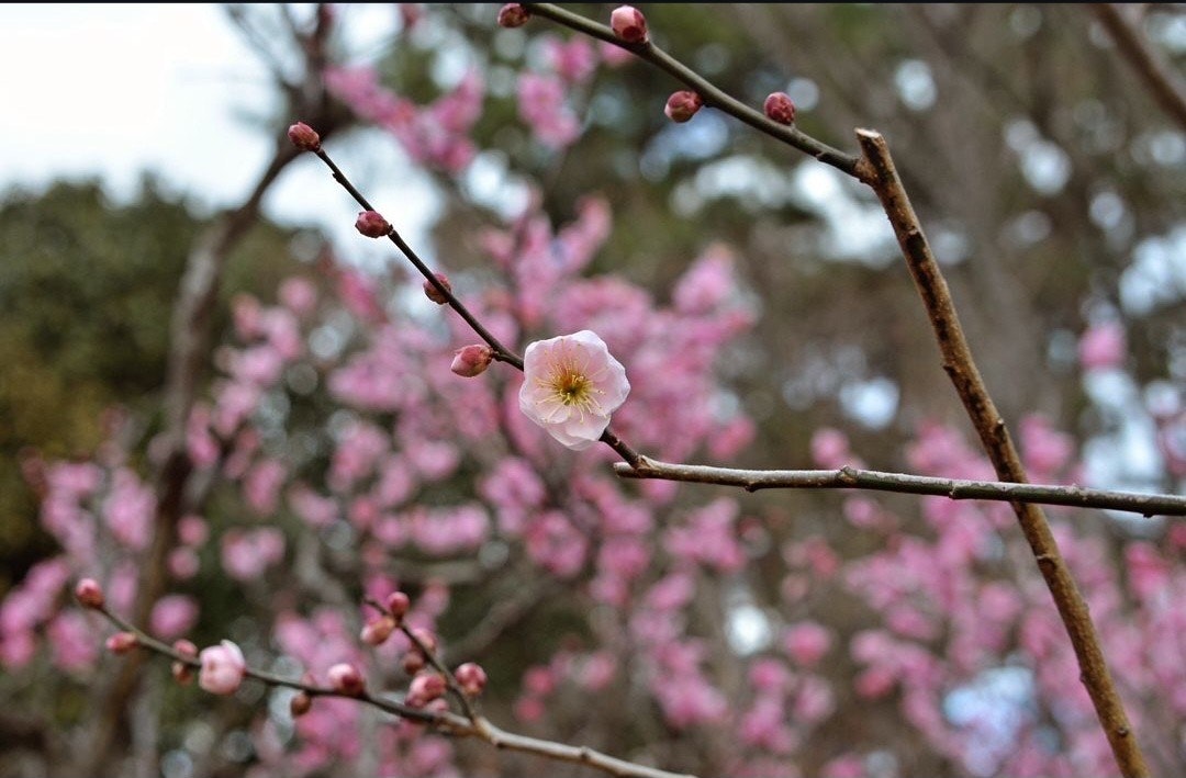 桃の花の枝に咲く春の花々