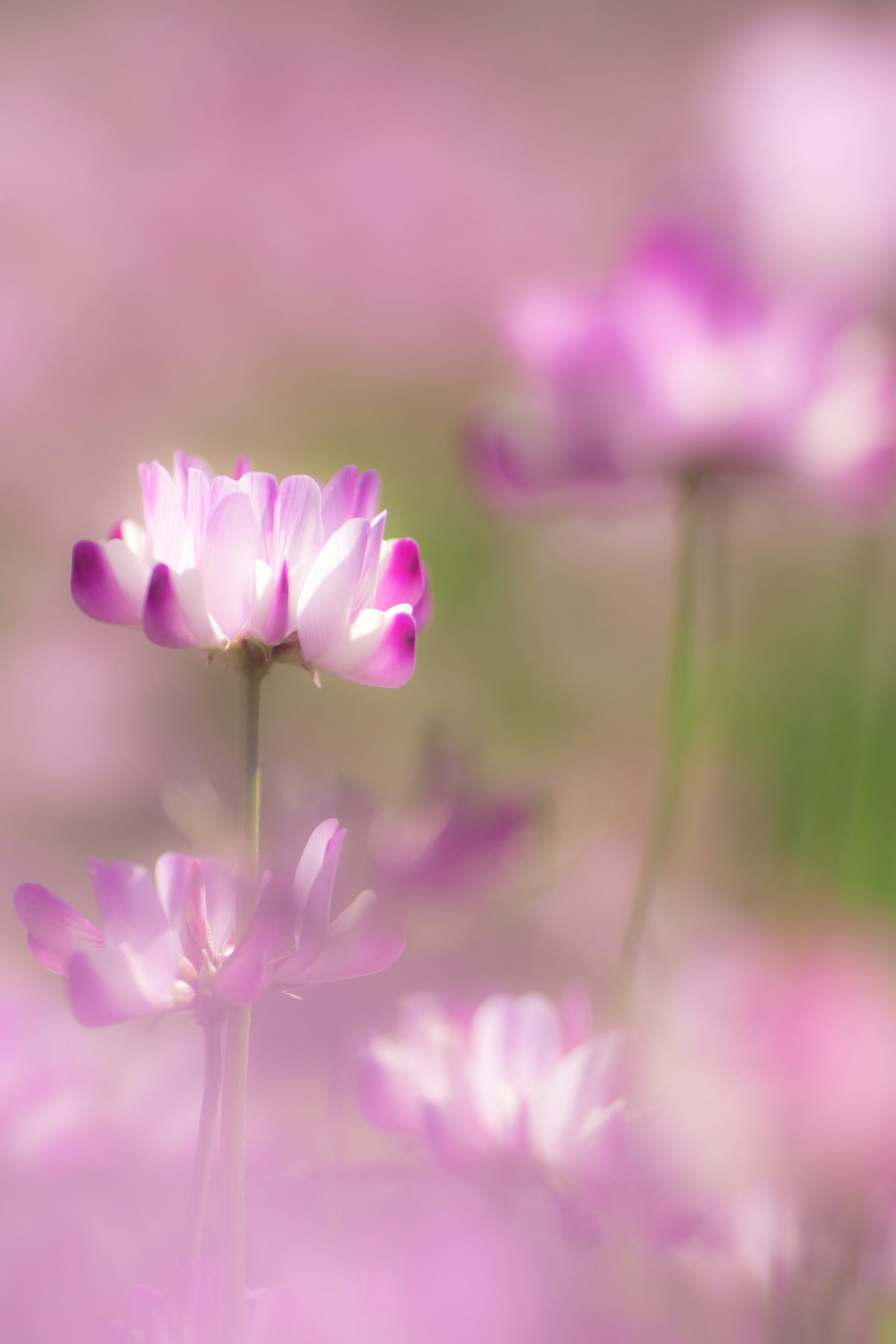 Soft focus pink flowers blooming in a blurred background