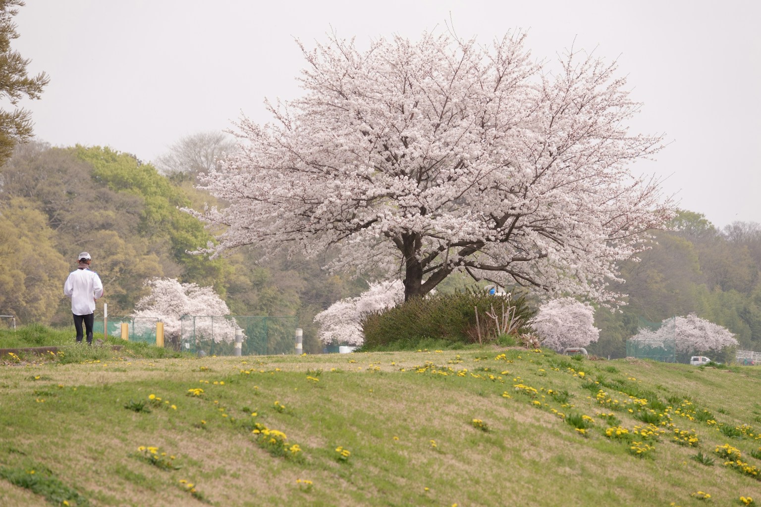 Scena di parco con alberi di ciliegio in fiore e una persona che cammina