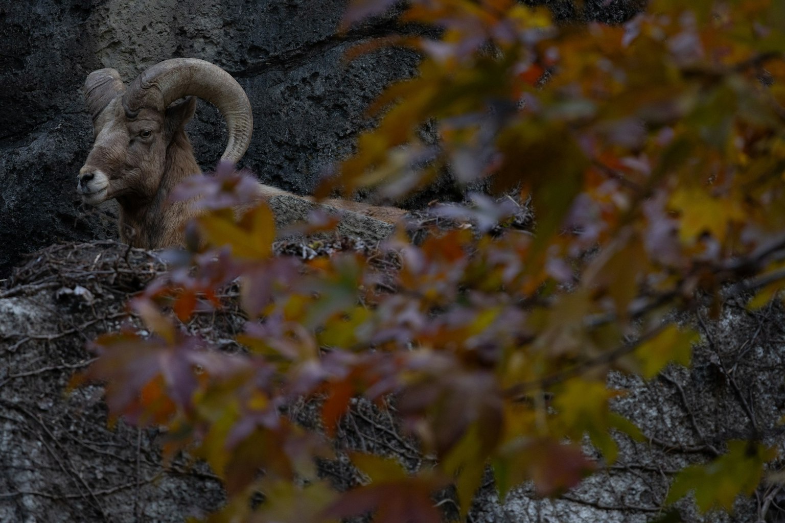 Domba besar bertanduk berdiri di tanah berbatu dengan daun musim gugur