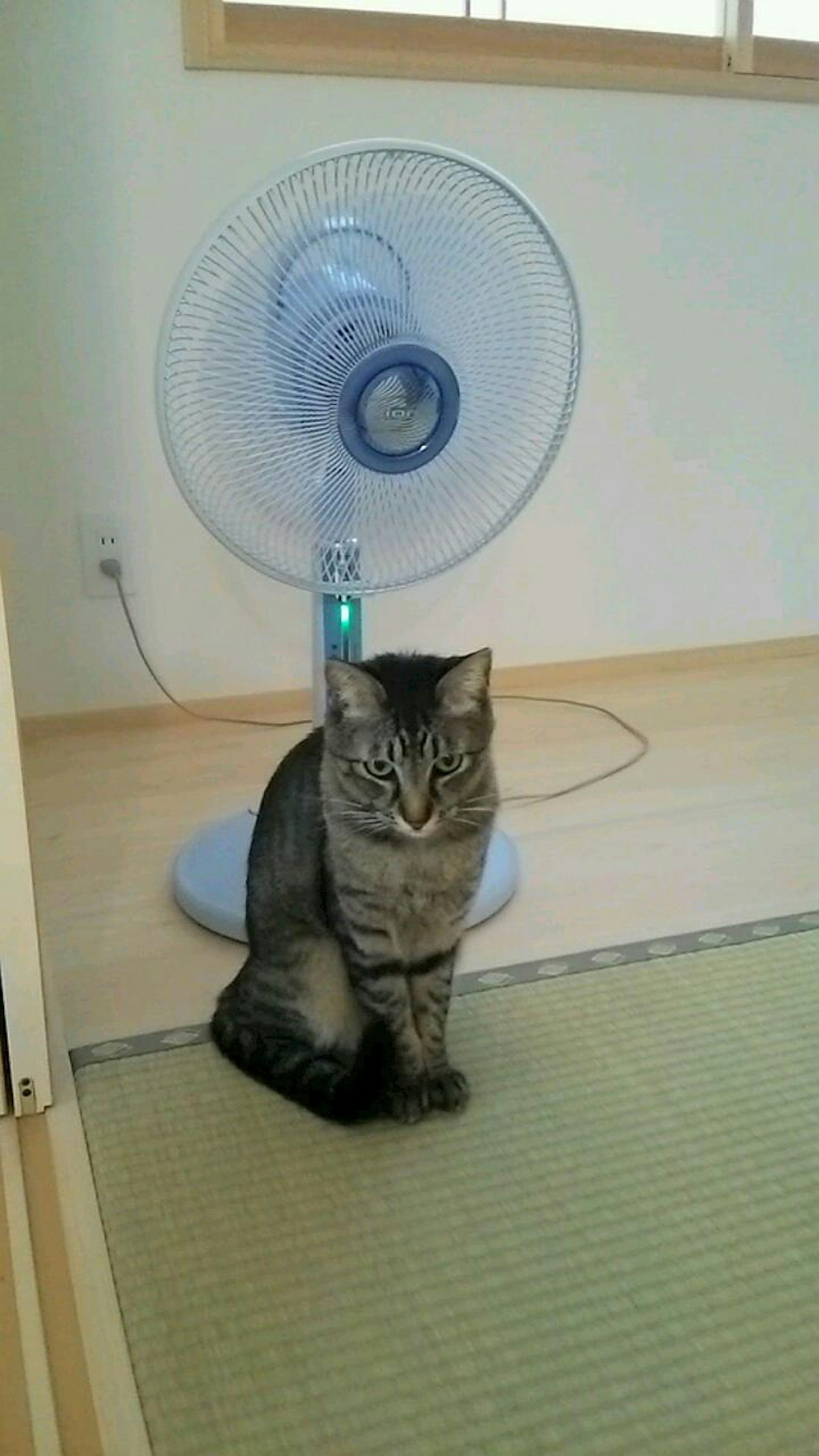 แมวนั่งอยู่หน้าพัดลมในห้อง