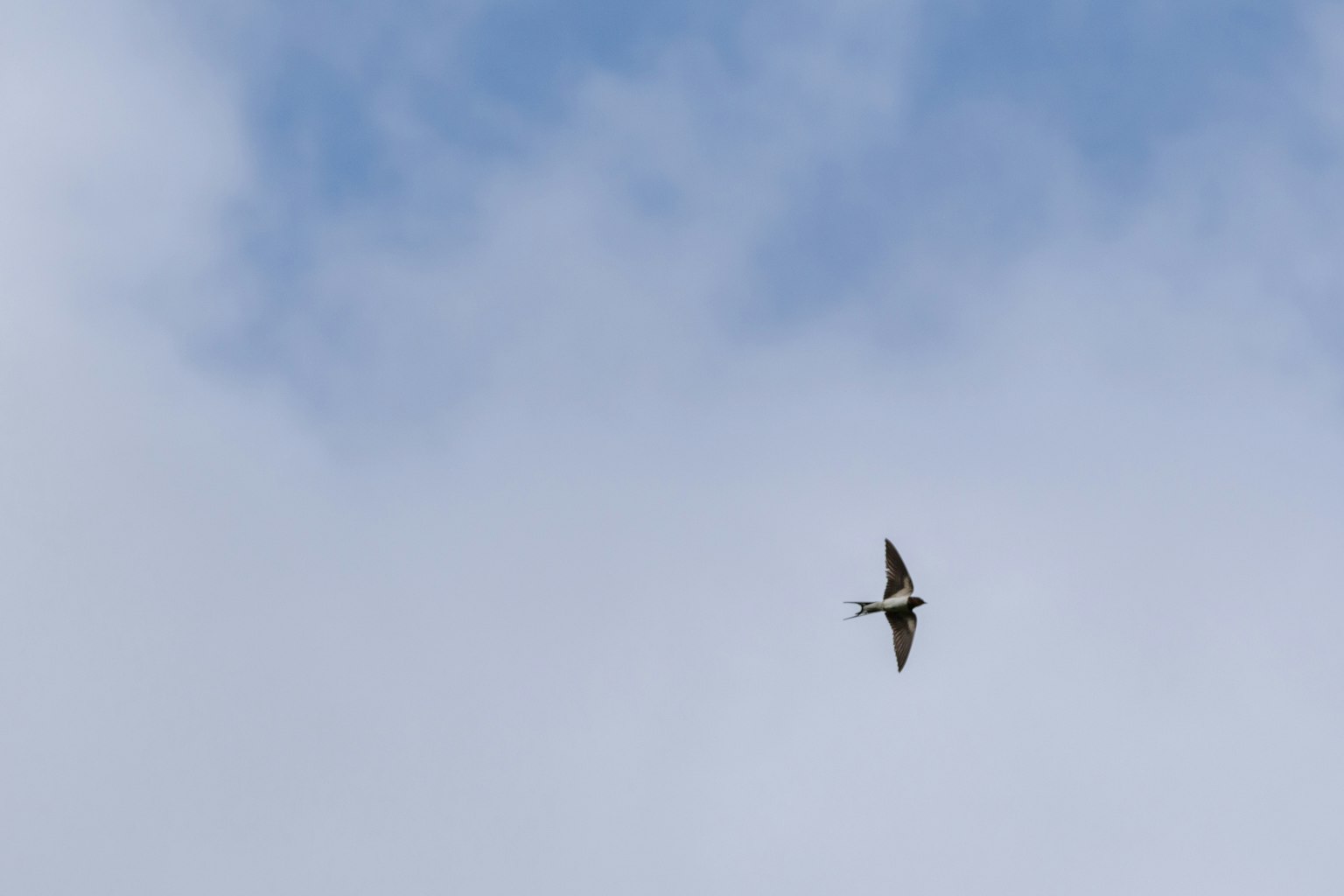 Un uccello che vola nel cielo con uno sfondo di nuvole blu e bianche