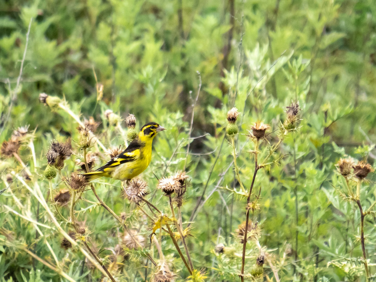 Un uccello giallo appollaiato tra piante selvatiche in un campo verde
