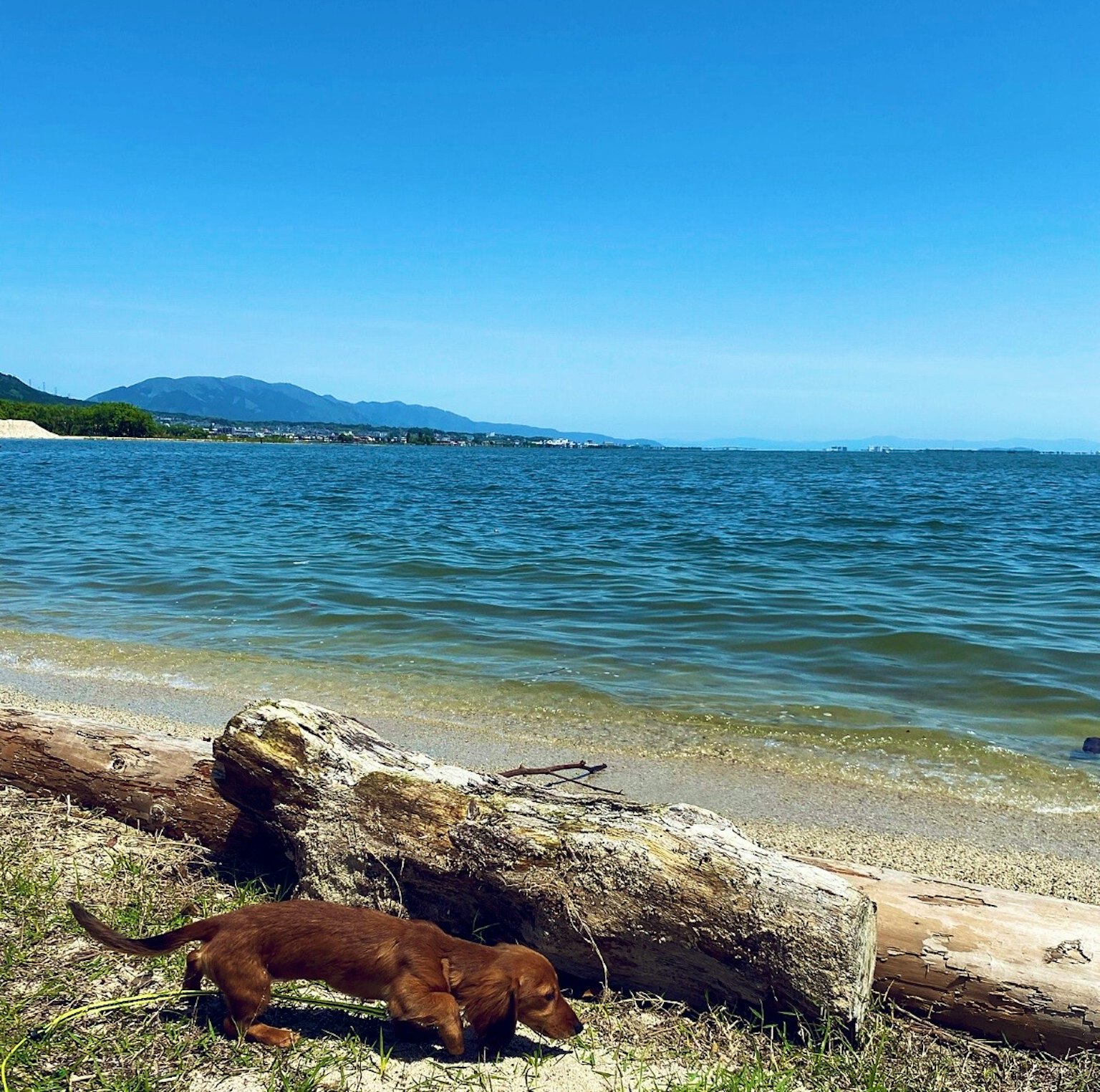 A dog exploring the beach with a clear blue sky and water
