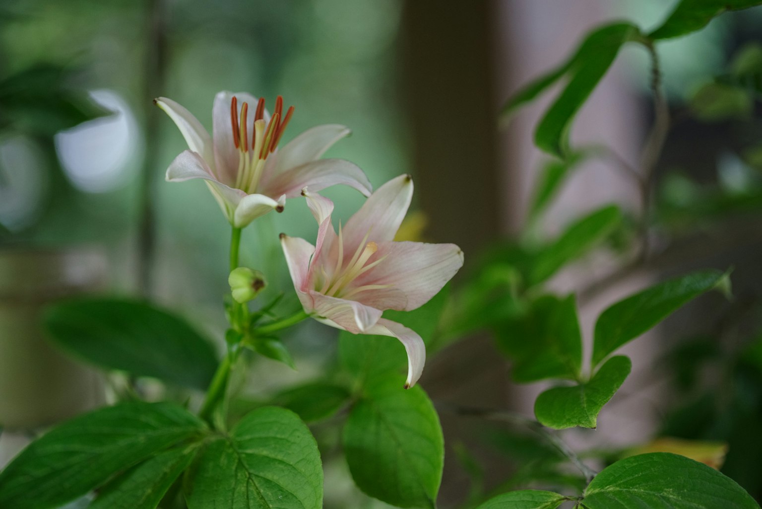 Primo piano di una pianta con fiori rosa chiaro e foglie verdi