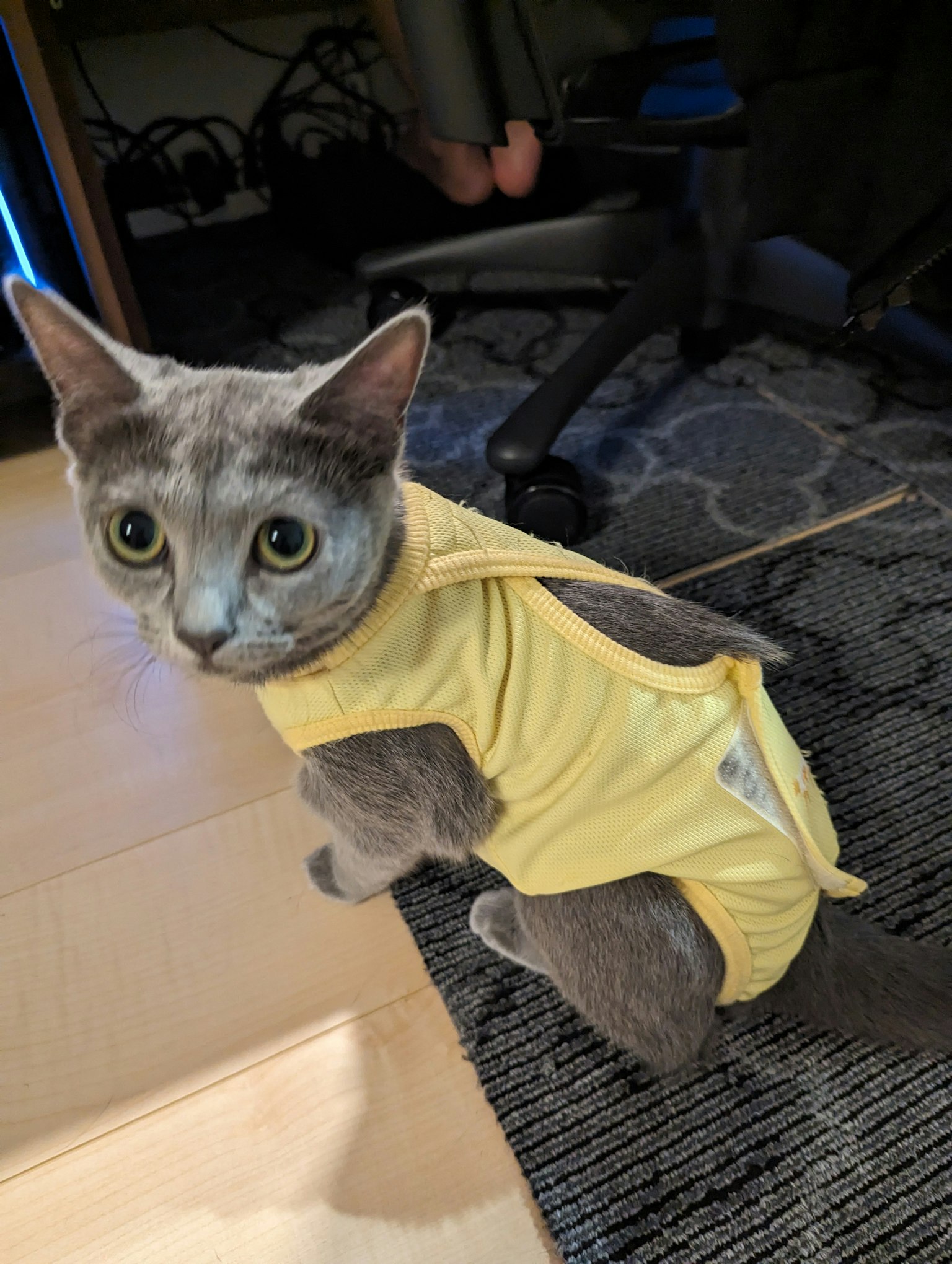 Un gatto grigio che indossa un vestito giallo in piedi su una superficie