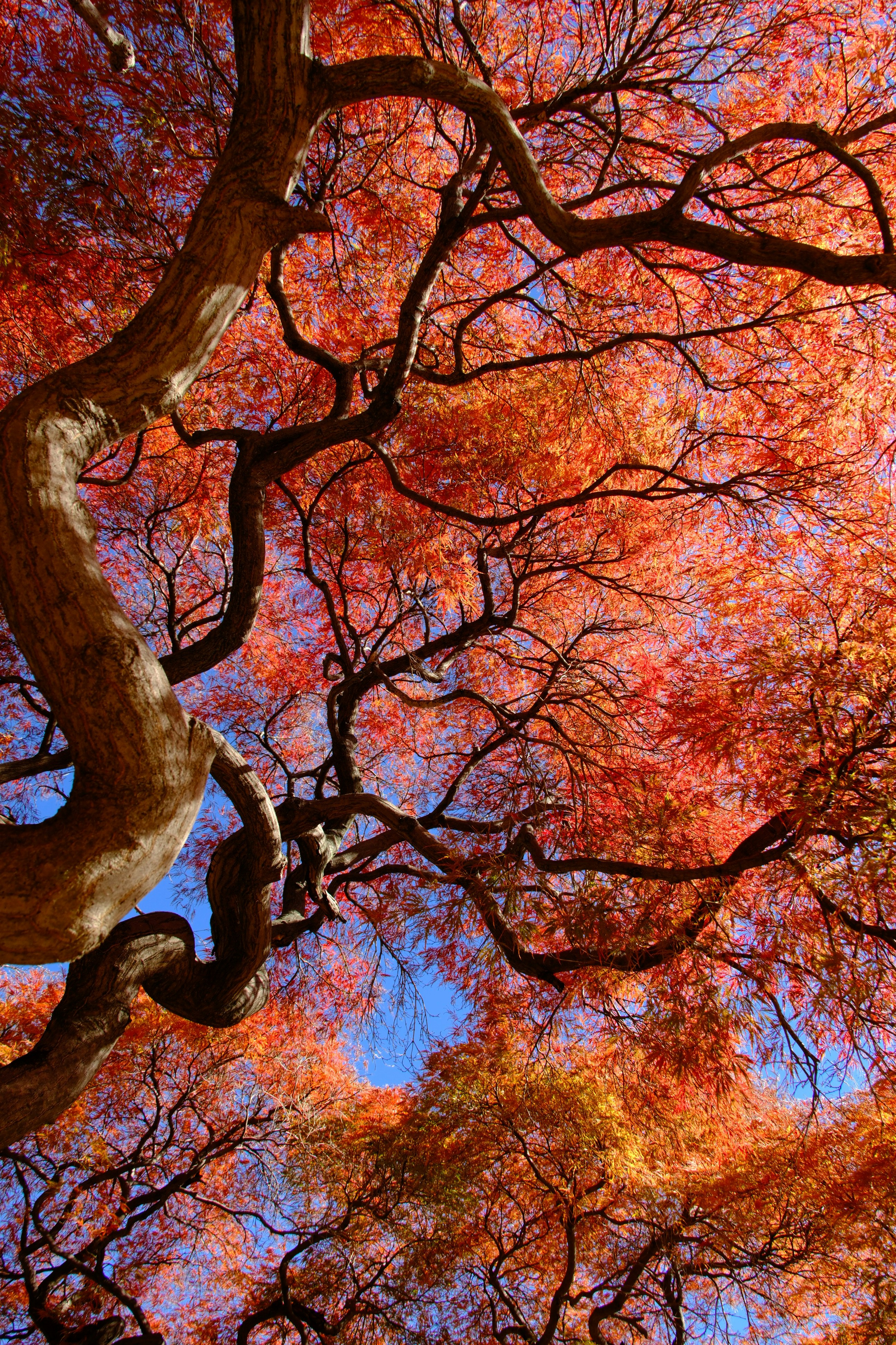 紅葉の枝と青空のもとで広がる秋の木々