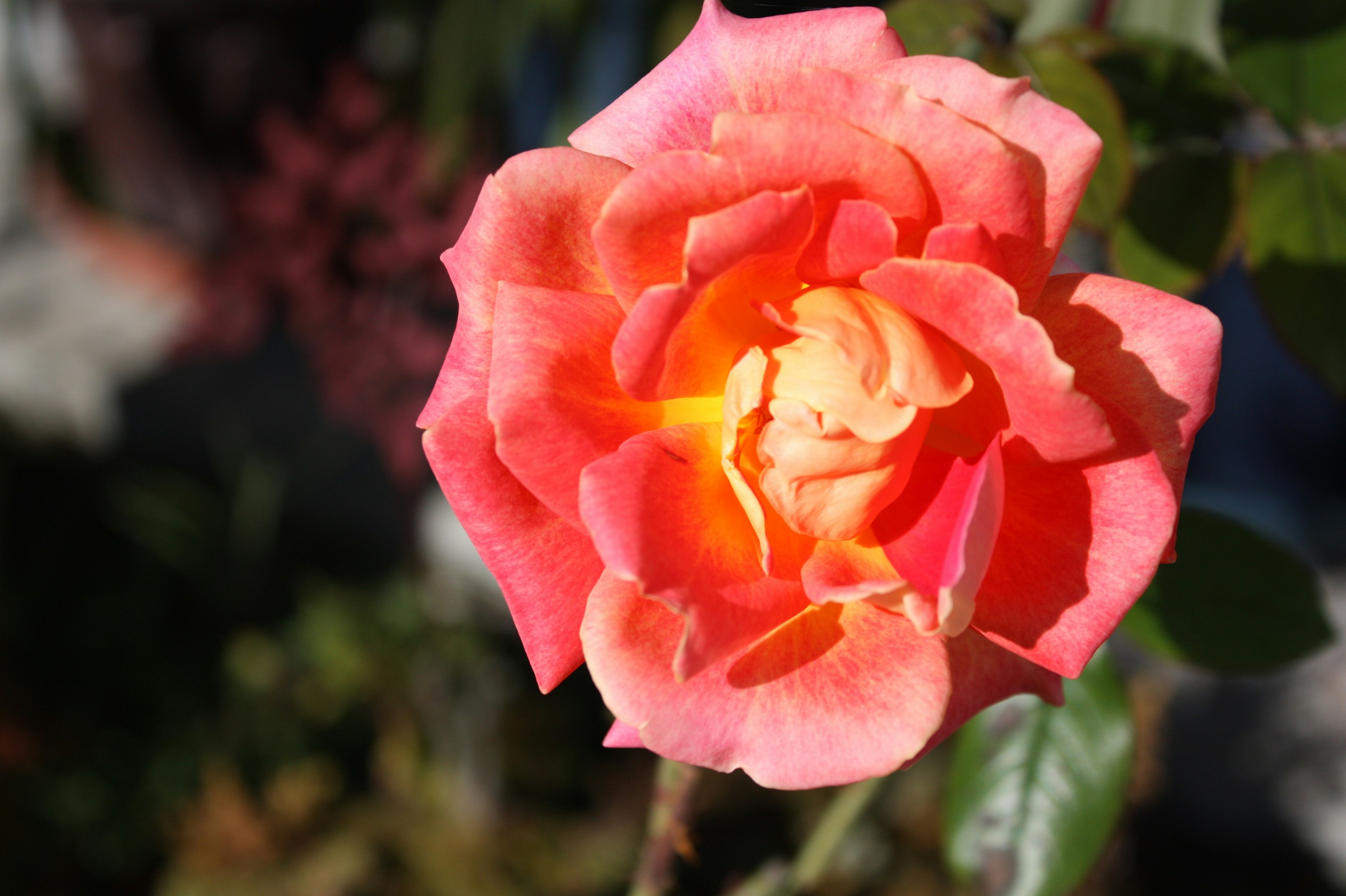 ピンクとオレンジのバラの花のクローズアップ
