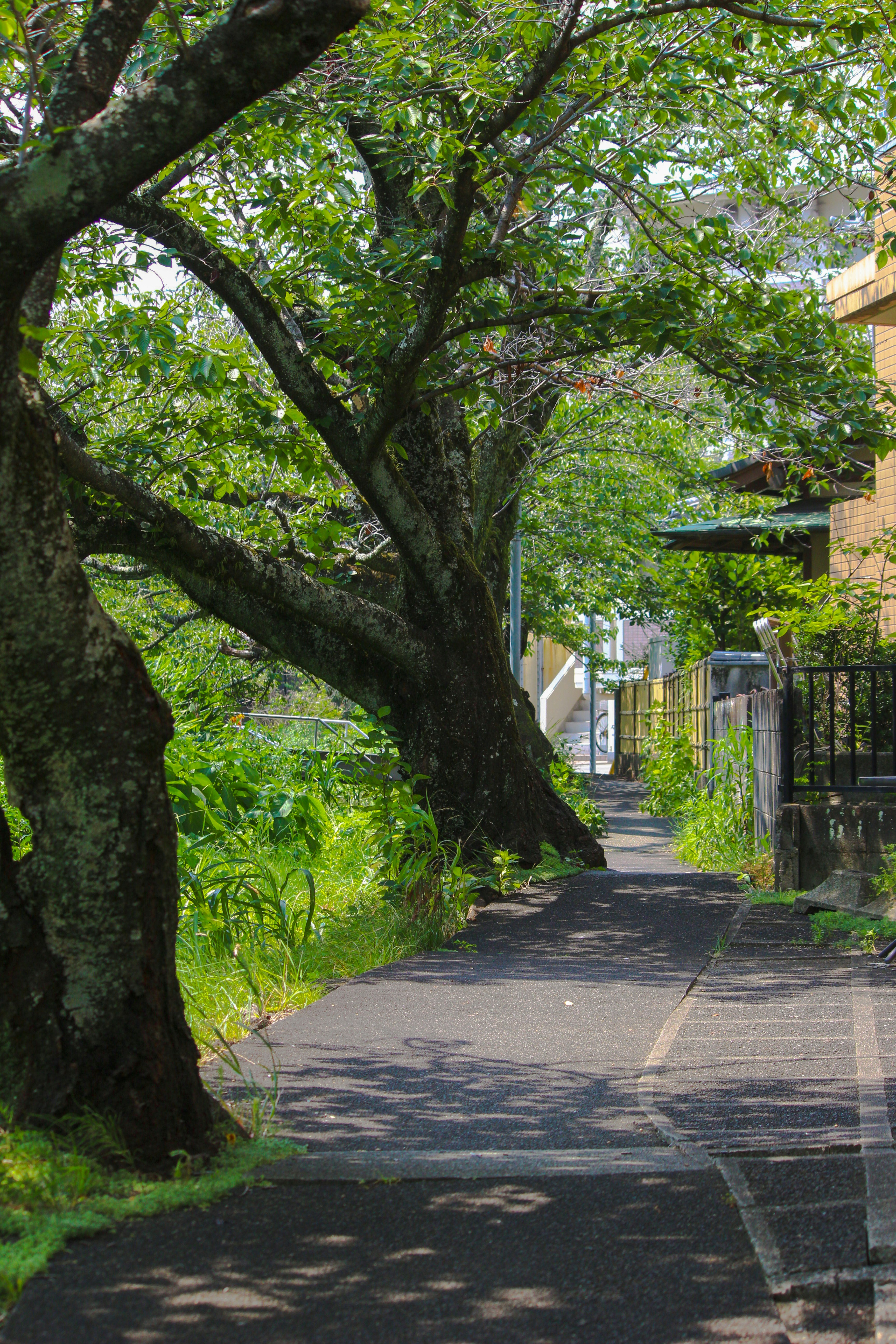 緑の木々に囲まれた一本道の小径