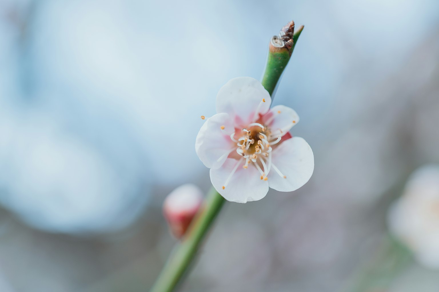 Close-up bunga plum dengan kelopak putih