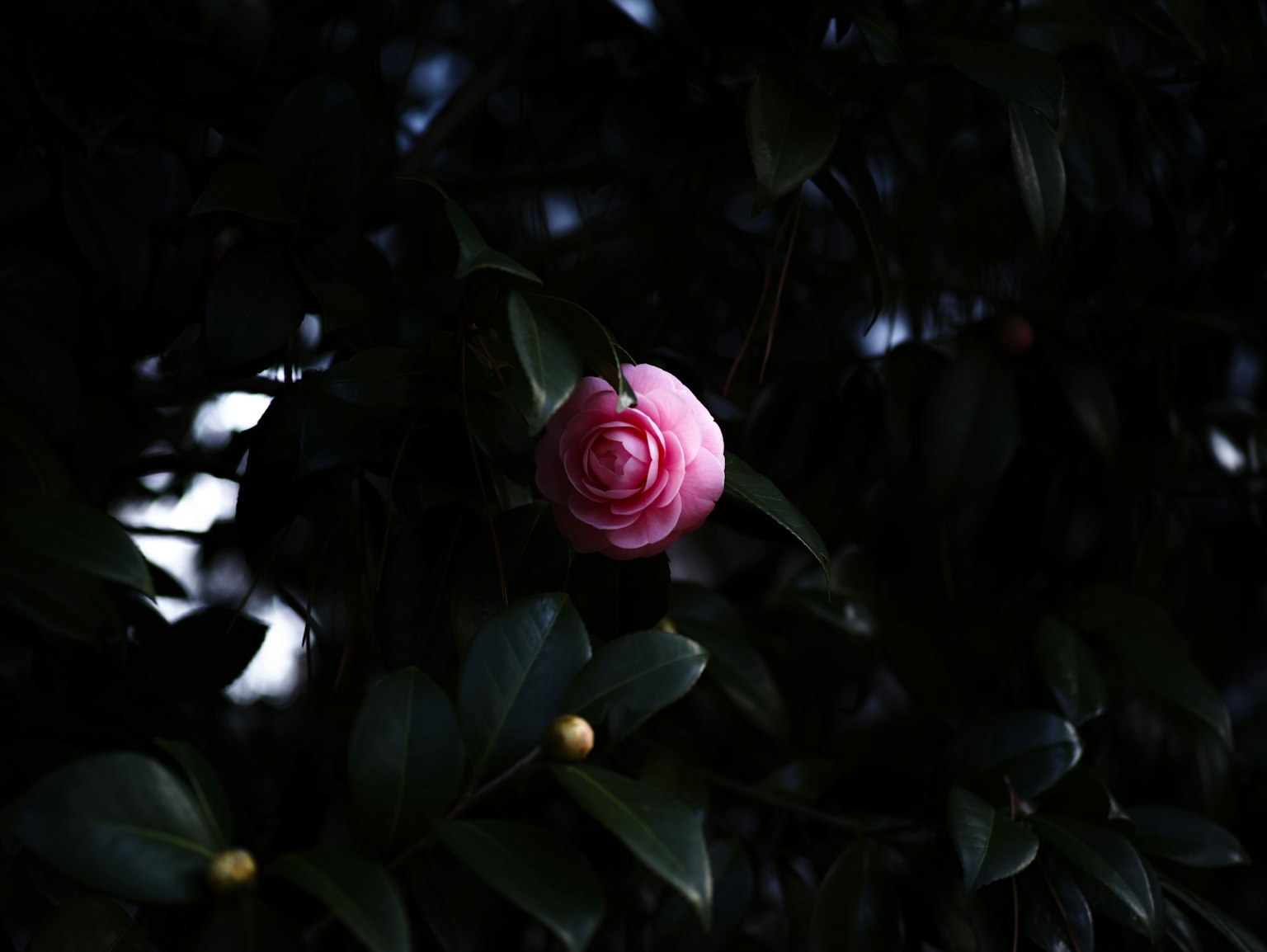 Eine rosa Kamelienblüte vor einem dunklen Hintergrund