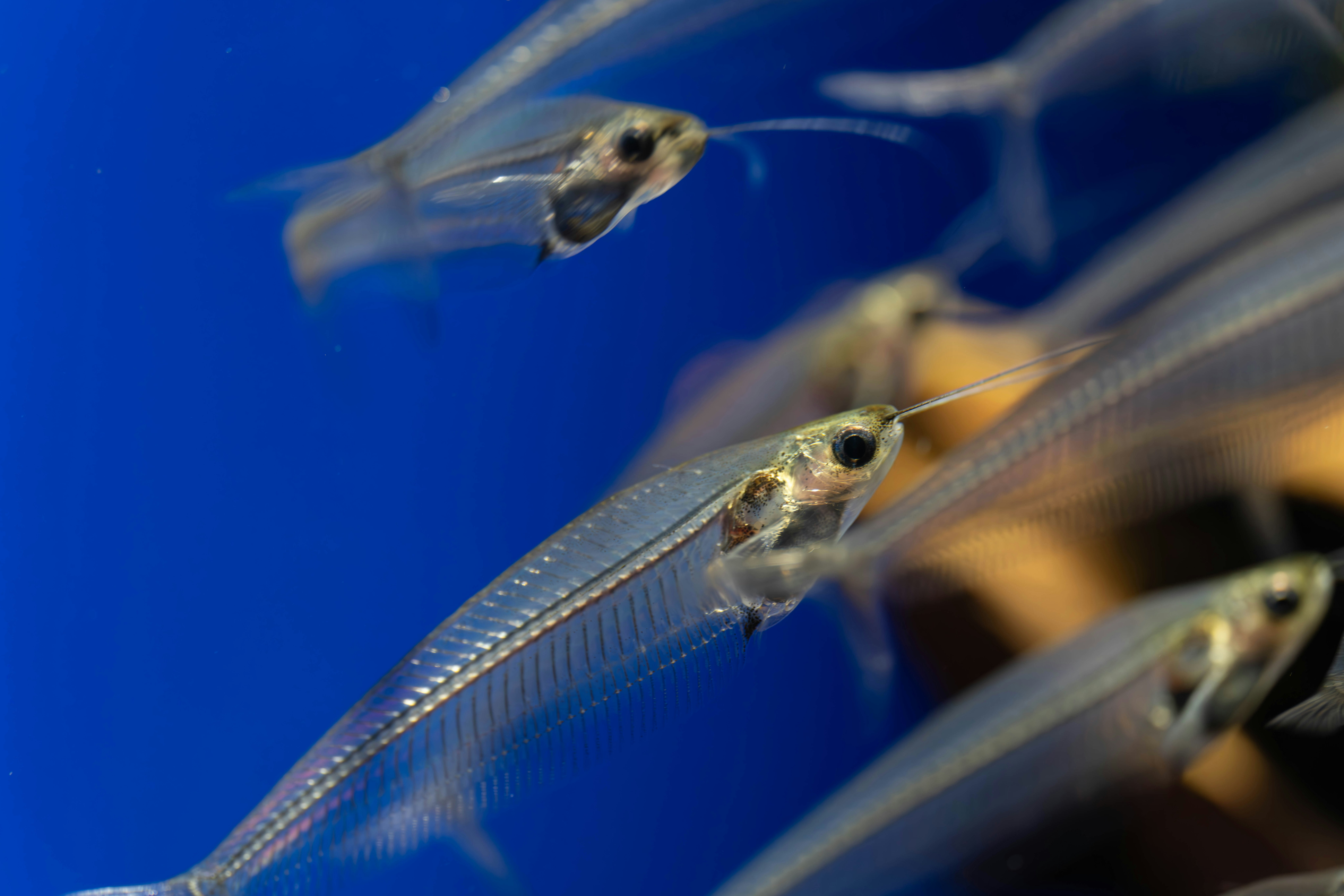 藍色水族箱中游動的小魚群