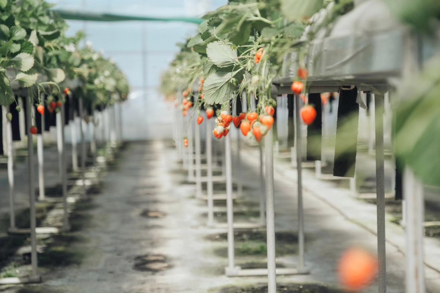 温室で並ぶいちごの実と鉢植えの通路