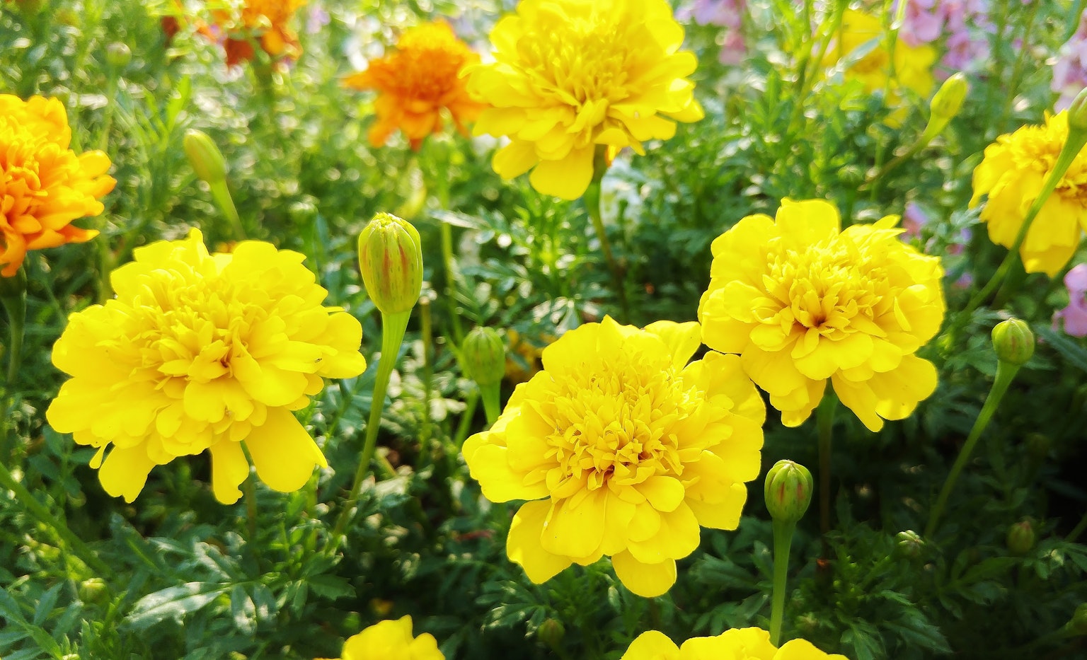 Hoa cúc vạn thọ vàng rực rỡ nở trong vườn