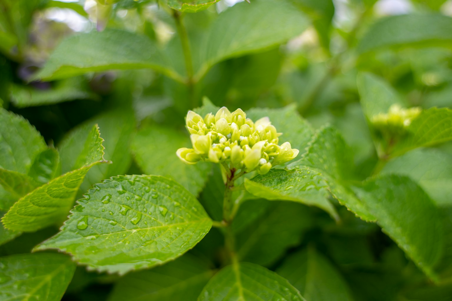 Petits boutons de fleurs entourés de feuilles vertes avec des gouttes d'eau