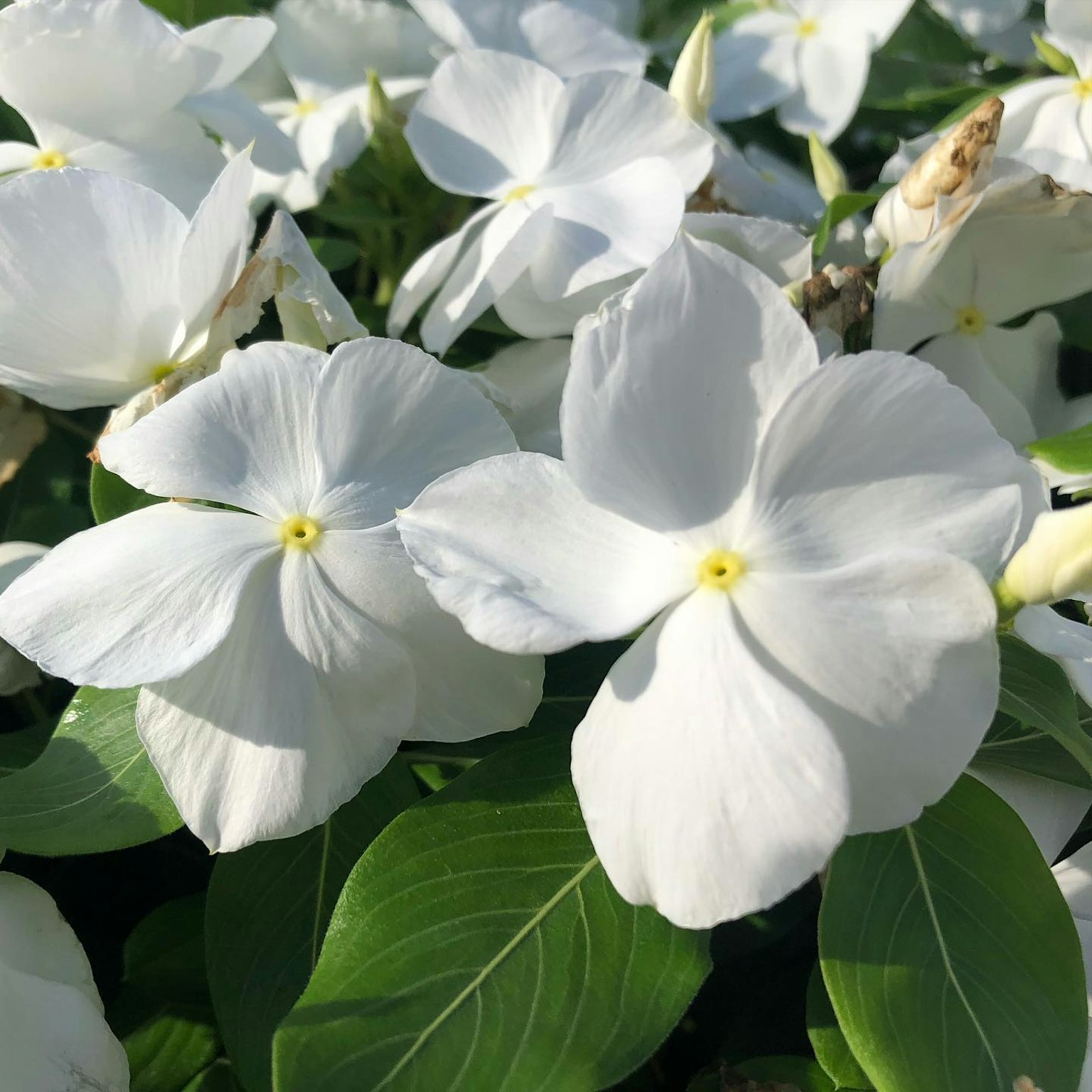 Gros plan de fleurs blanches avec des centres jaunes entourées de feuilles vertes
