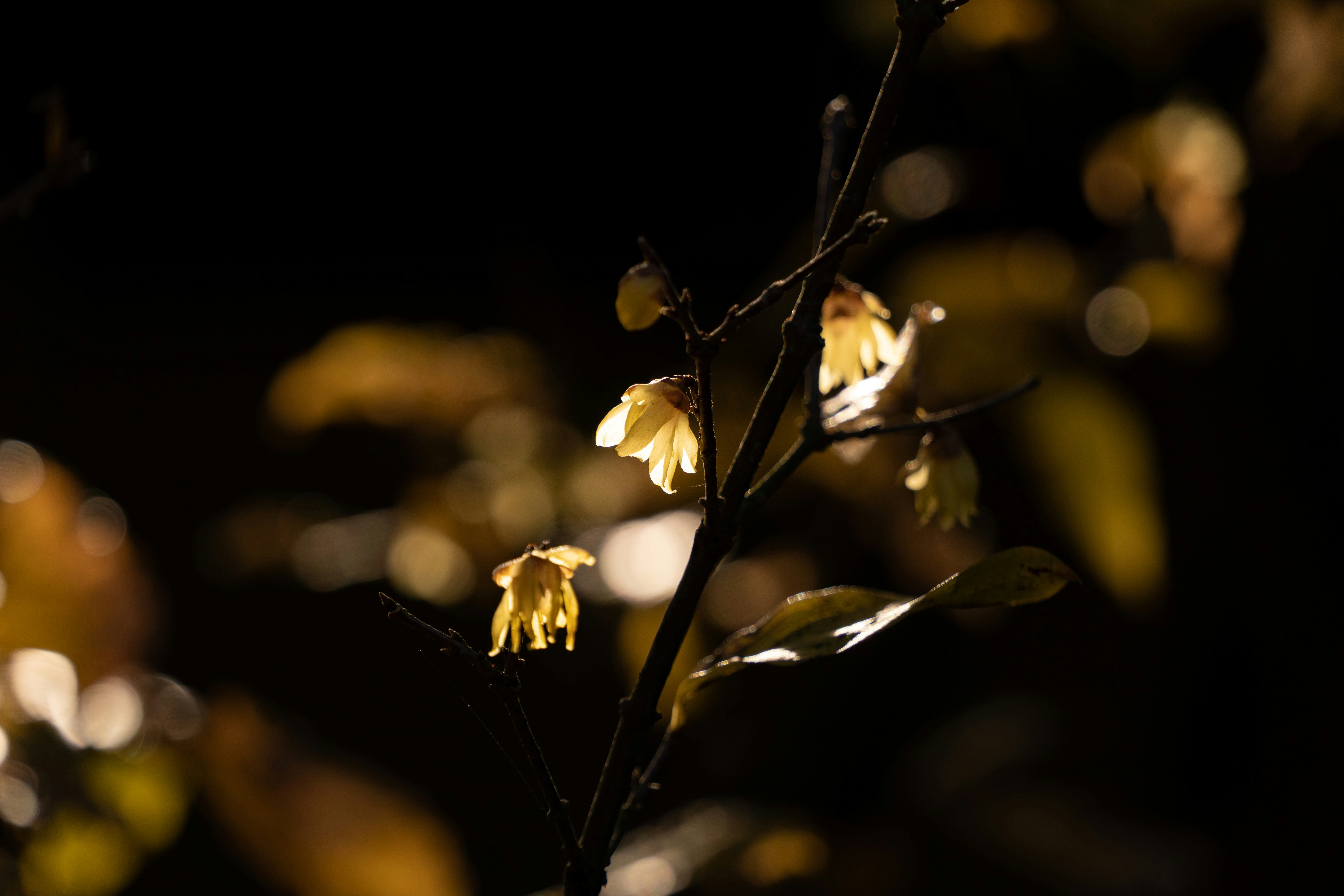 夜の闇に浮かぶ枝先の小さな花