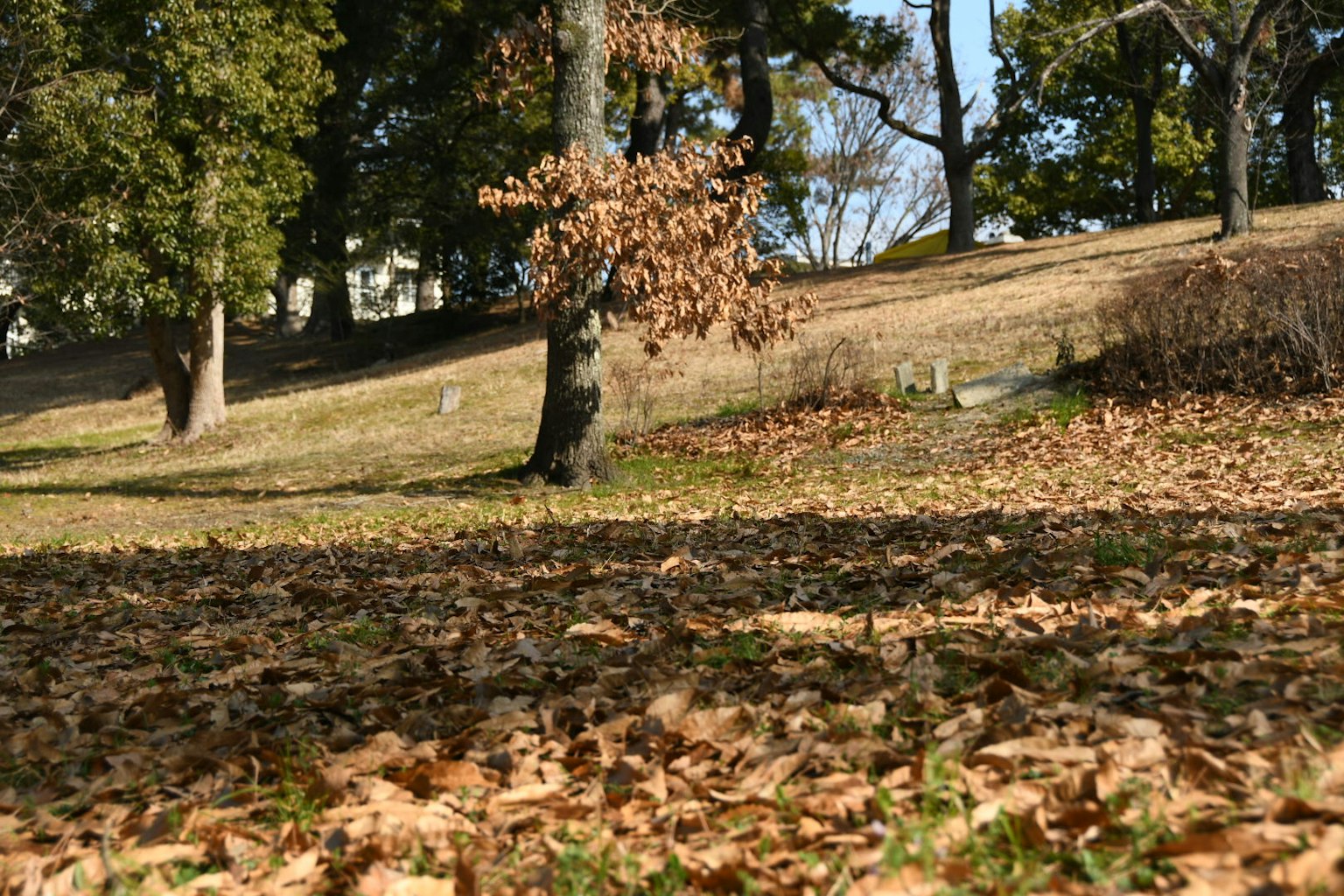 Parklandschaft mit verstreuten Blättern grüne Bäume und trockenes Gras