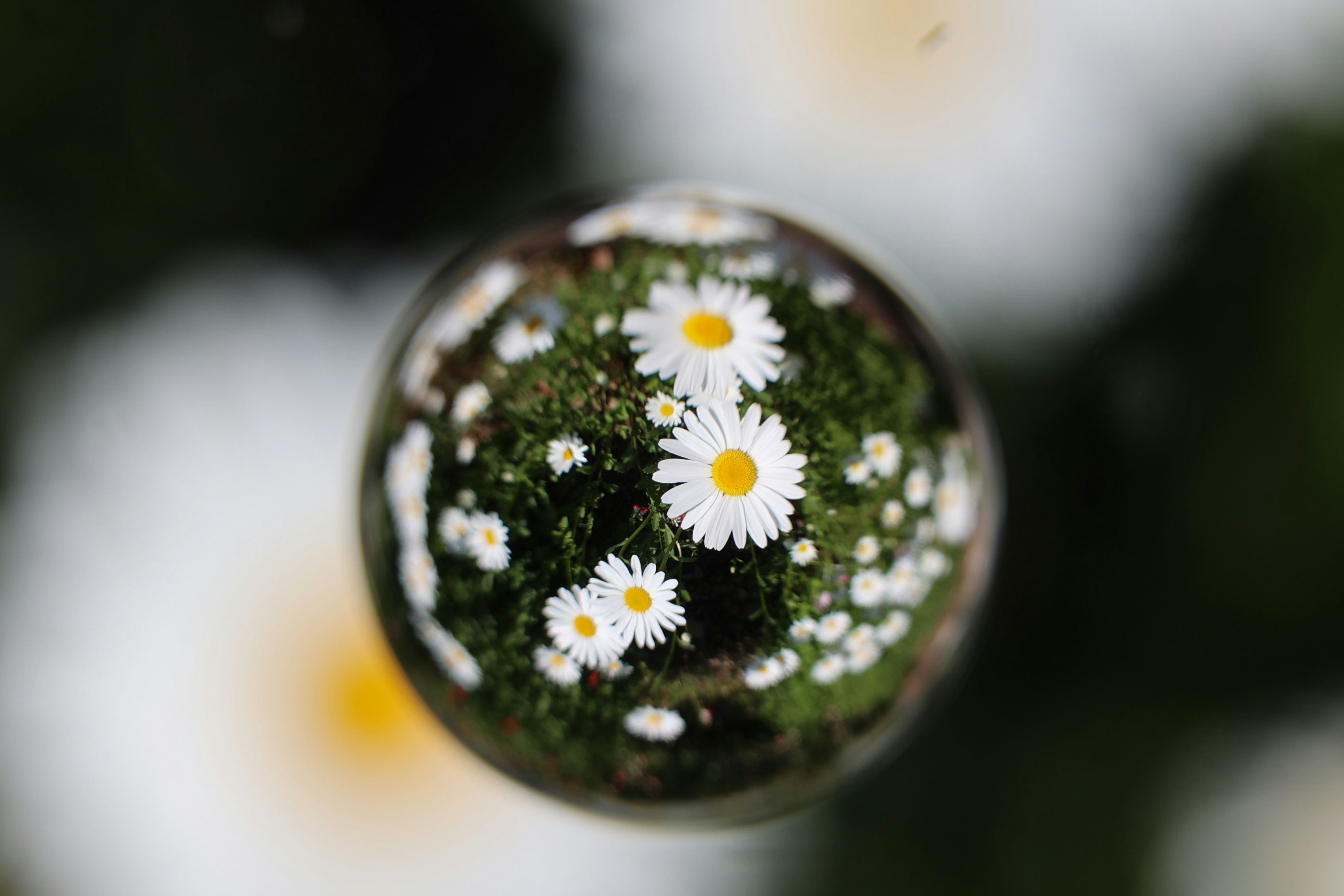 玻璃球內的白色雛菊與綠色苔蘚
