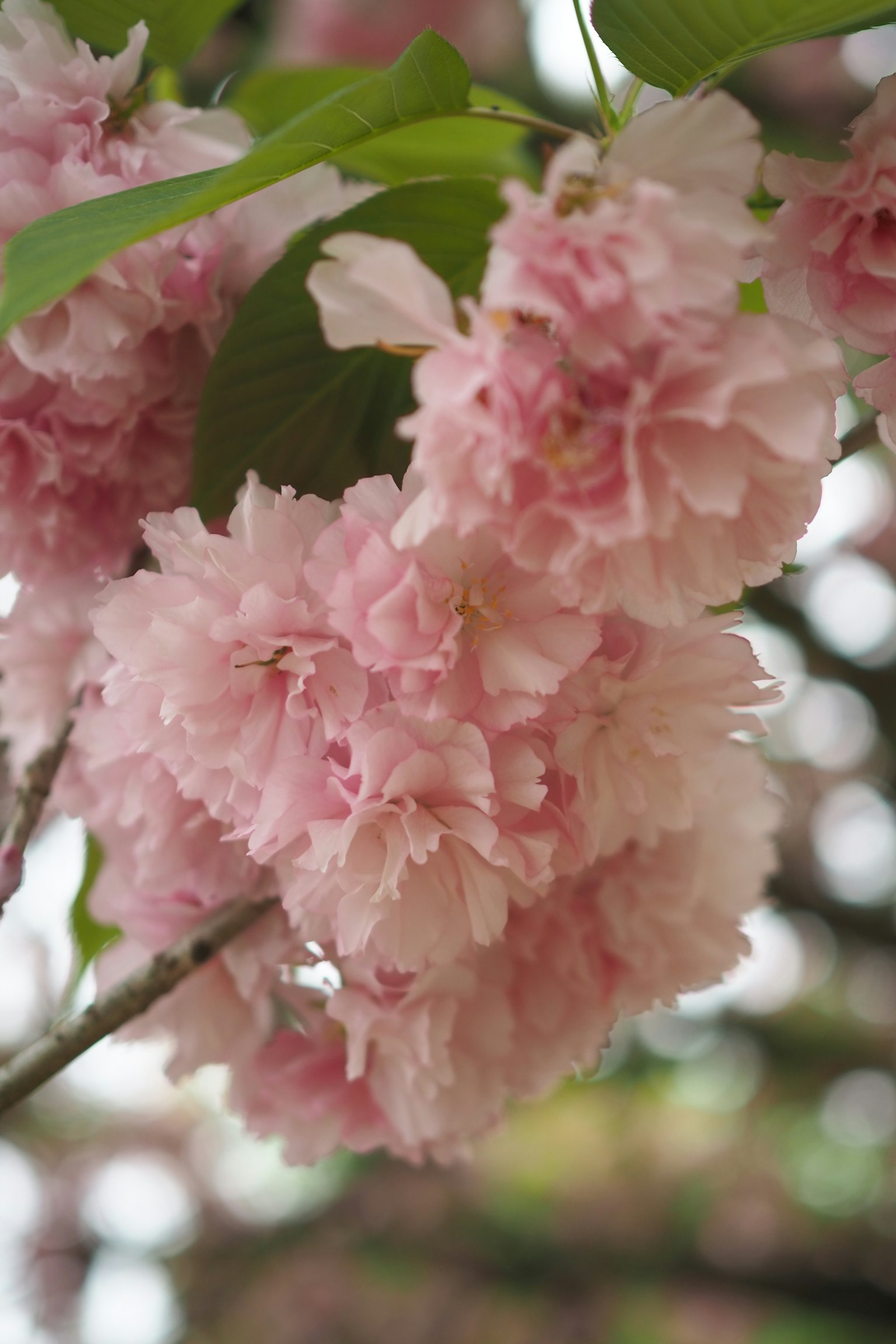 Close-up of pink cherry blossom flowers with layered petals